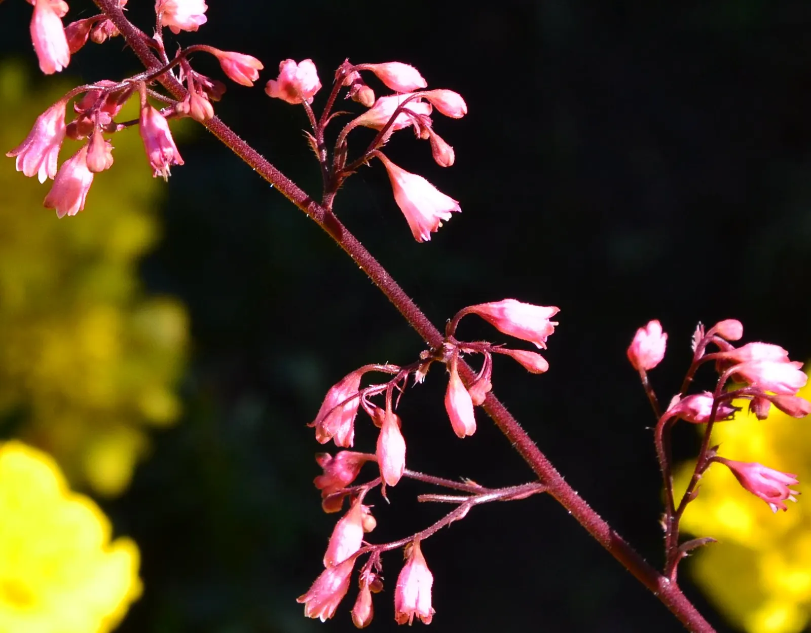 Crevice Alumroot (Heuchera Micrantha) — often with intricate veining or marbling