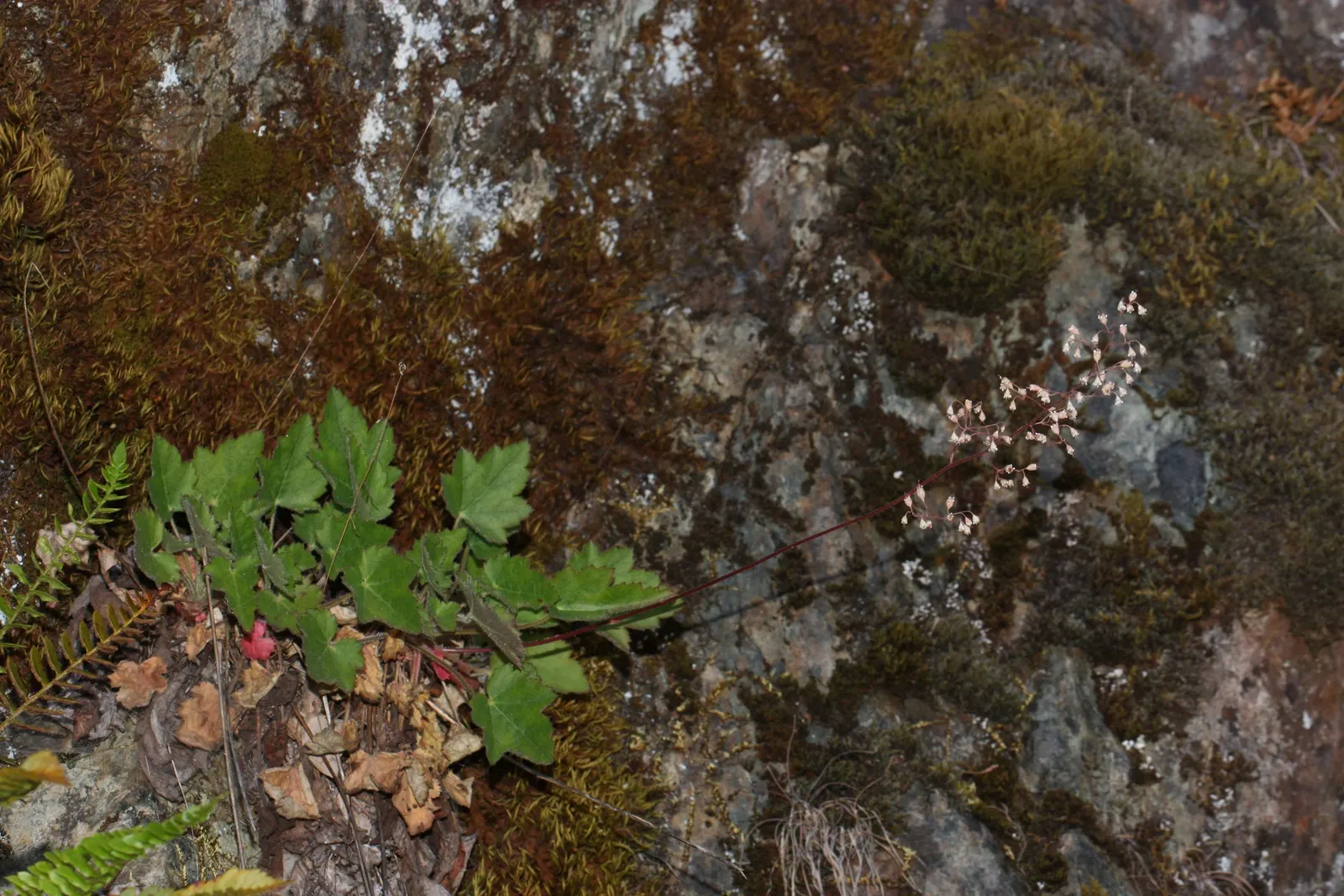 Crevice Alumroot (Heuchera Micrantha) — The leaves span around 2 to 4 inches in width