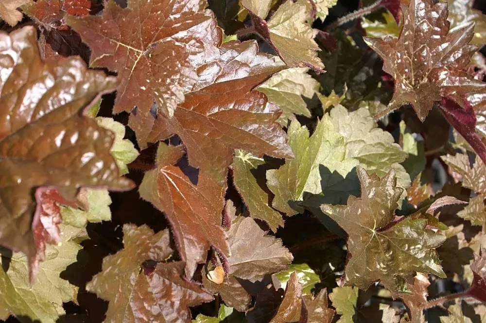 Crevice Alumroot (Heuchera Micrantha) — scientifically known as Heuchera micrantha