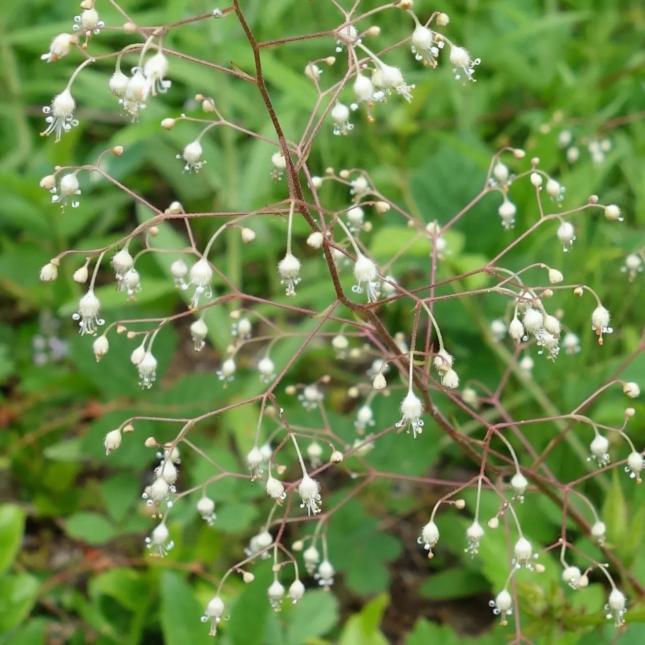 Crevice Alumroot (Heuchera Micrantha) — is a North American native perennial known for its compact mounds of scalloped; preferring partial shade, Alumroot