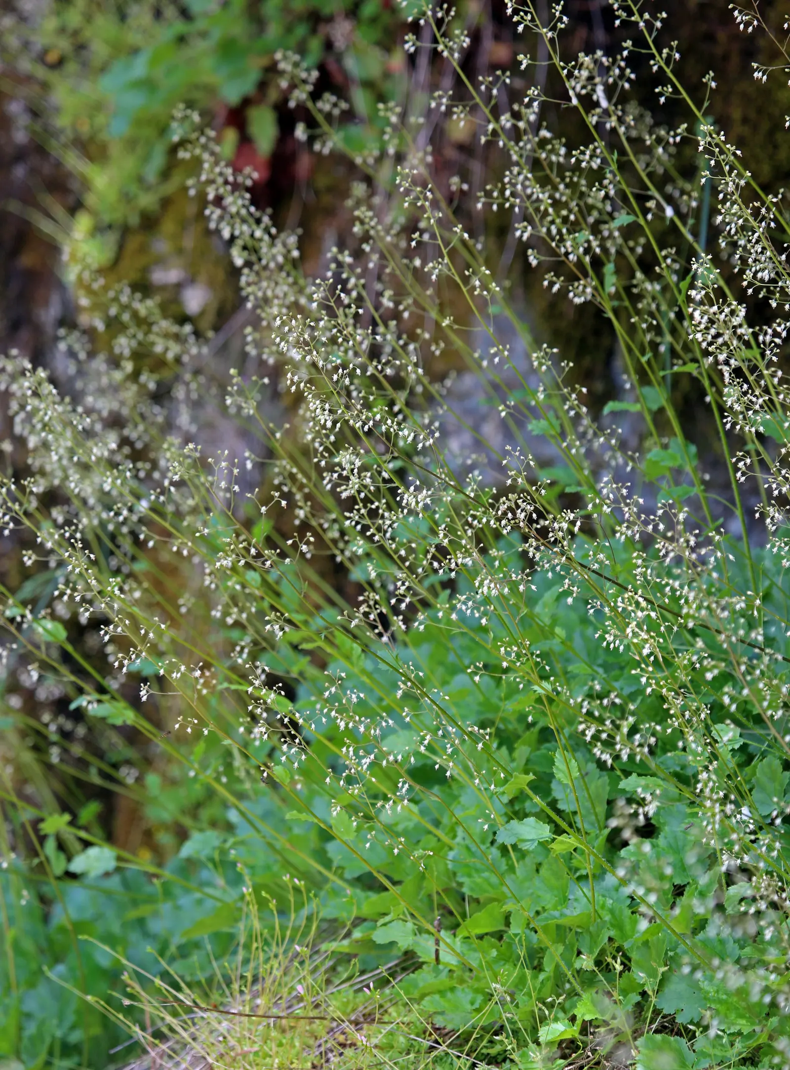 Crevice Alumroot (Heuchera Micrantha) — that boast tiny bell-shaped flowers