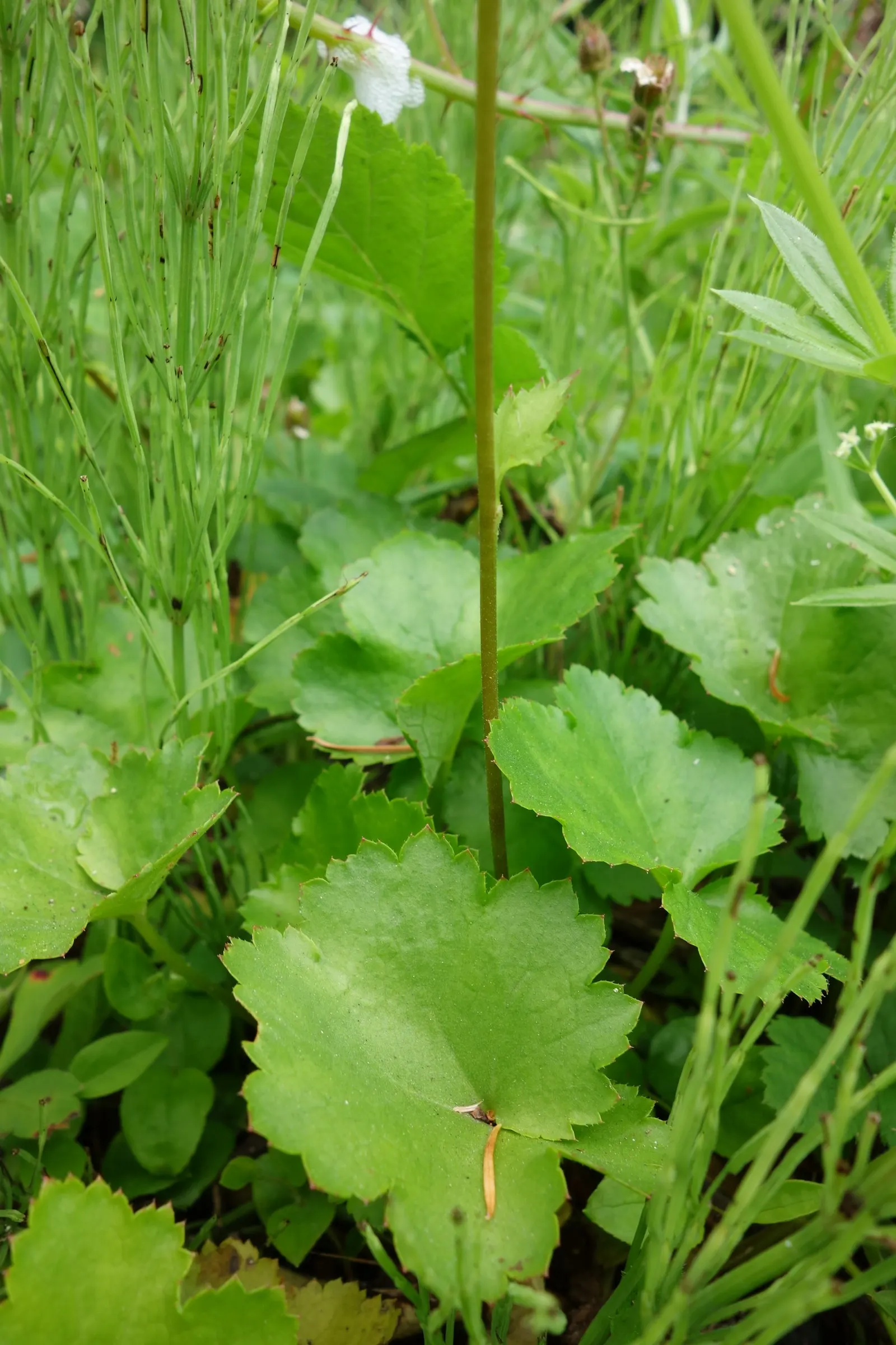 Crevice Alumroot (Heuchera Micrantha) — Preferring partial shade, Alumroot excels in well-drained soil