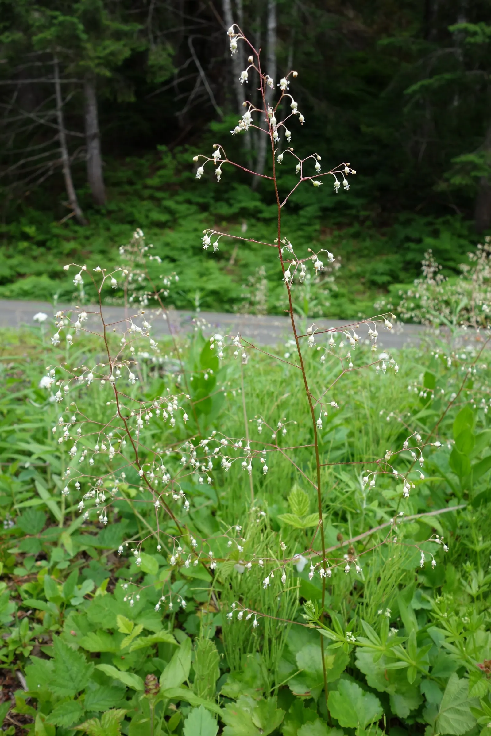 Crevice Alumroot (Heuchera Micrantha) — perennial for half or shade