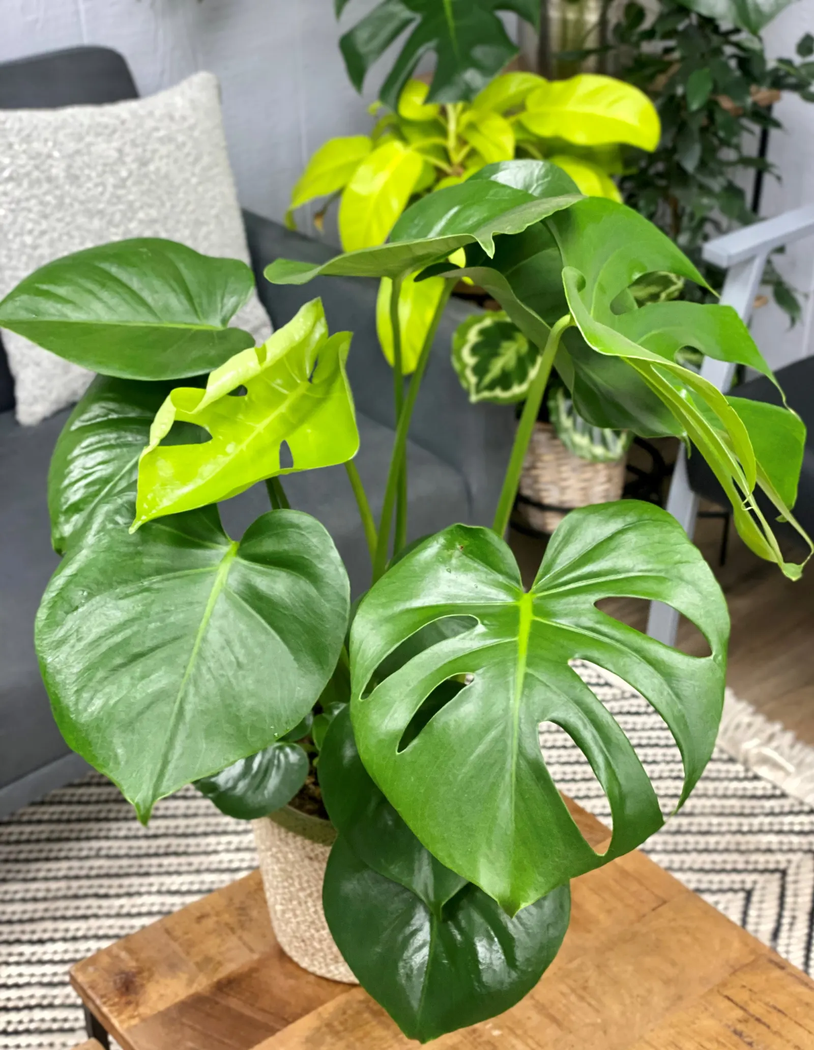 Deliciosa Swiss Cheese plant (Monstera deliciosa) — It can reach 5-10 feet tall indoors with support