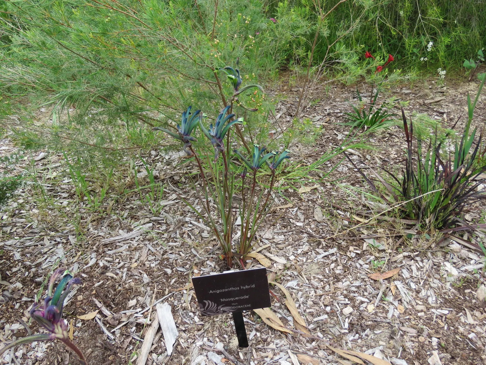 Kangaroo Paws, Red (Anigozanthos Hybrids) — Suited for USDA zones 9-11, they prefer full sun and well-draining soil