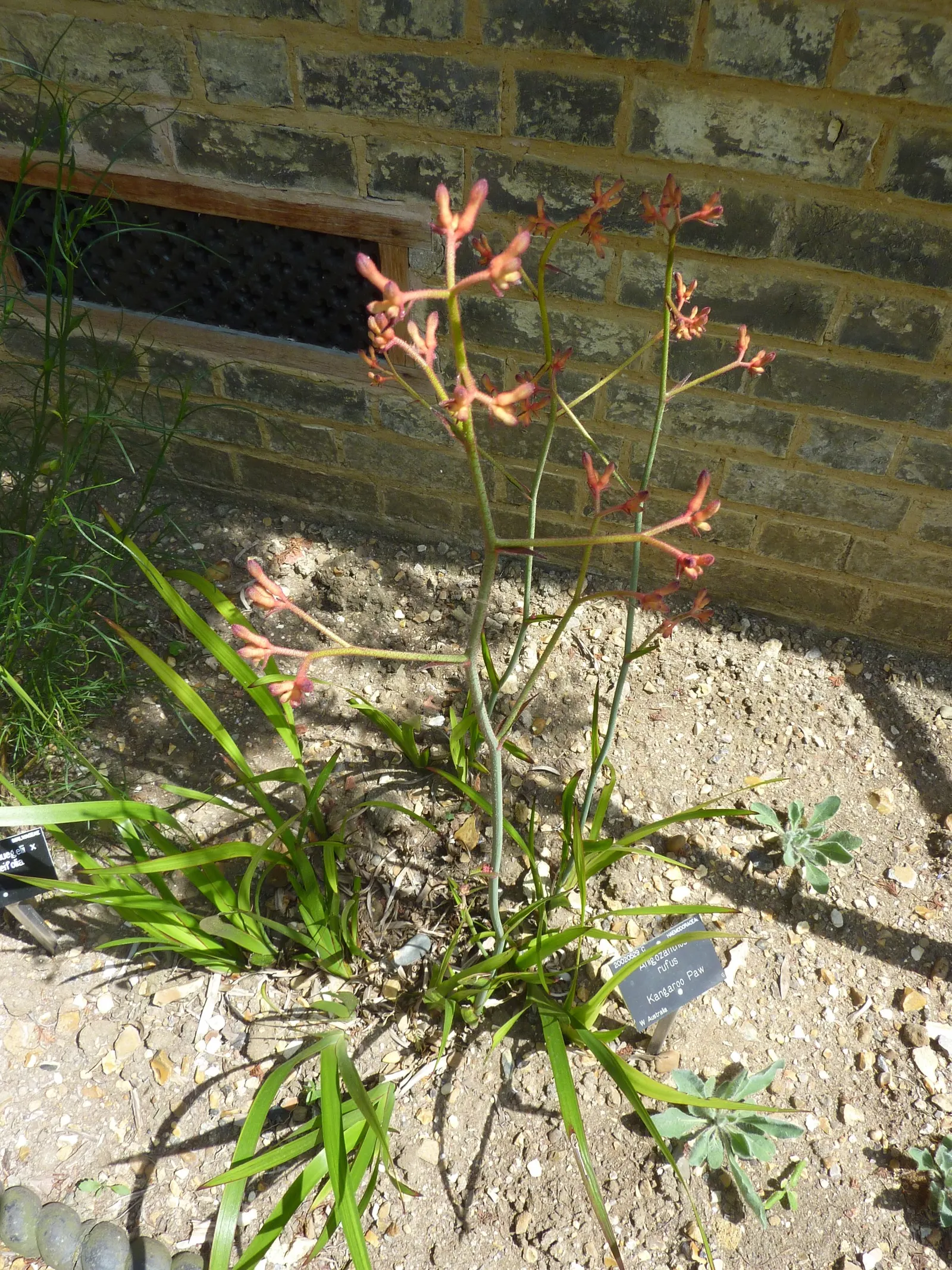Kangaroo Paws, Red (Anigozanthos Hybrids) — Red (Anigozanthos hybrids) are striking perennials featuring velvety