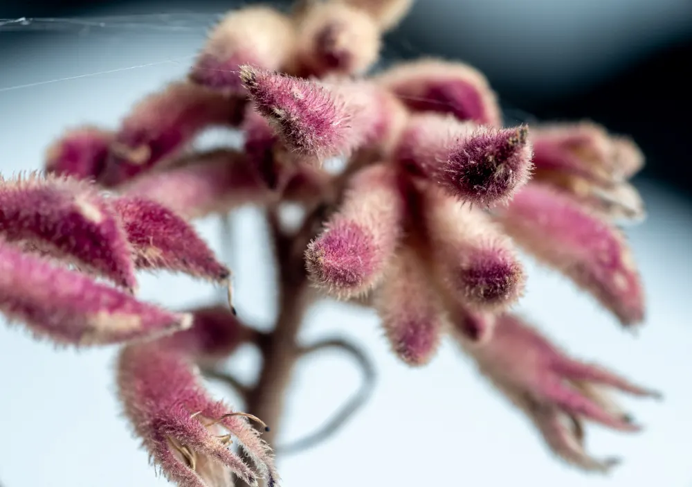 Kangaroo Paws, Red (Anigozanthos Hybrids) — The tubular flowers perch elegantly atop long
