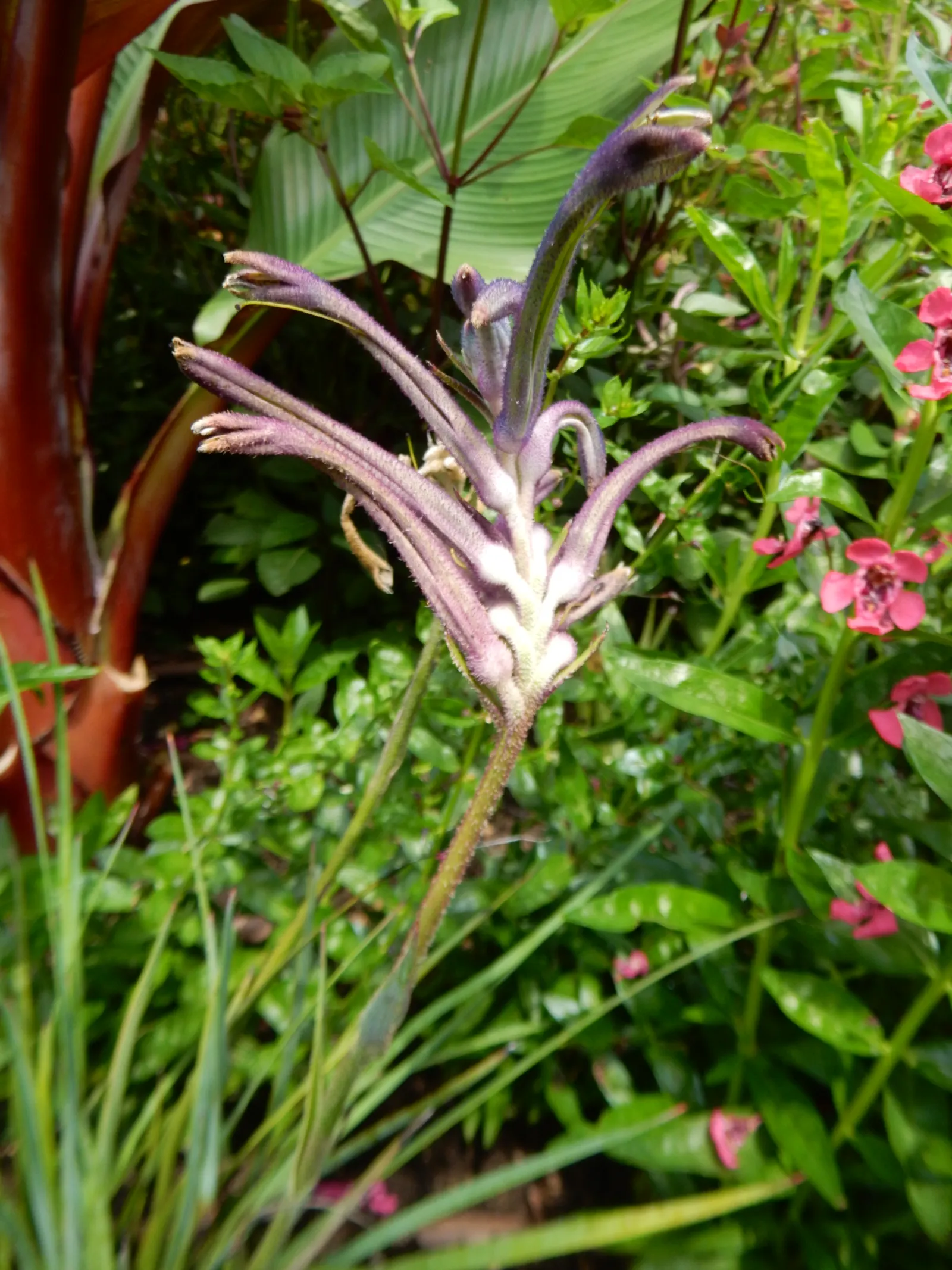 Kangaroo Paws, Red (Anigozanthos Hybrids) — They bloom in vibrant red hues atop long stems reaching up to 4 feet high