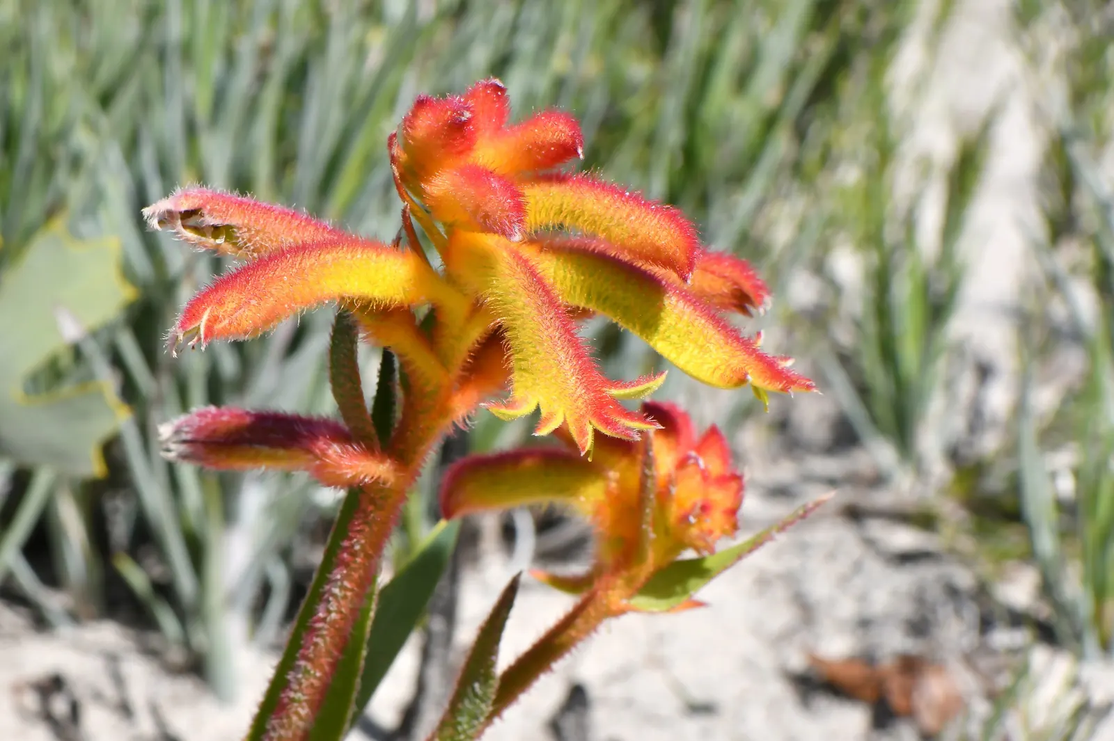 Kangaroo Paws, Red (Anigozanthos Hybrids) — this cultivar is renowned for its distinctive flower shapes that closely resemble the paws of a kangaroo