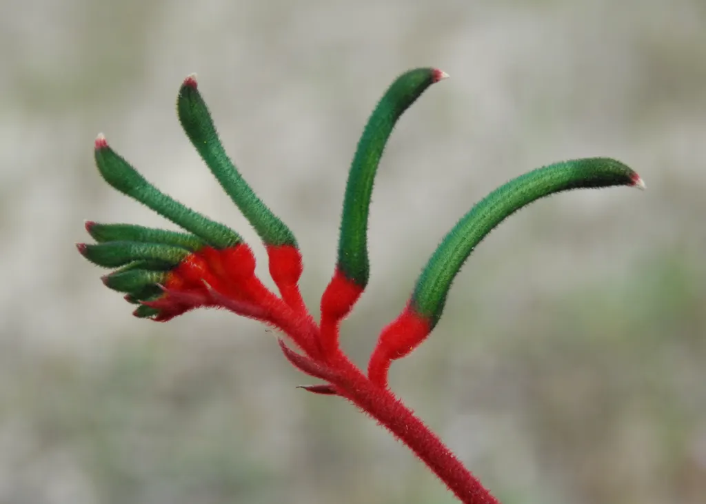 Kangaroo Paws, Red (Anigozanthos Hybrids) — With low water requirements and frost sensitivity, they're ideal for xeriscapes and focal points