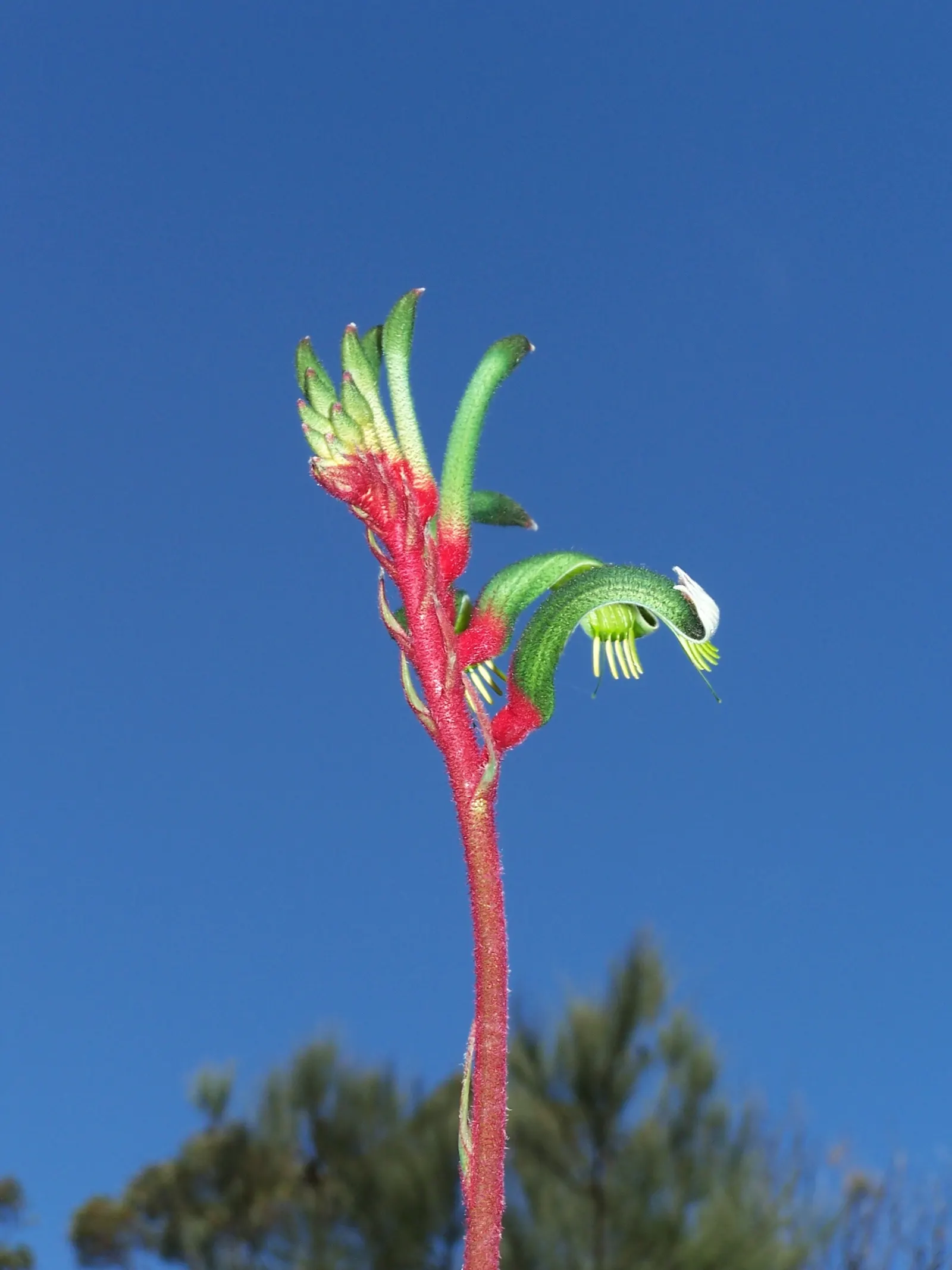 Kangaroo Paws, Red (Anigozanthos Hybrids) — is an eye-catching perennial that brings vibrant color and unique structure to the landscape