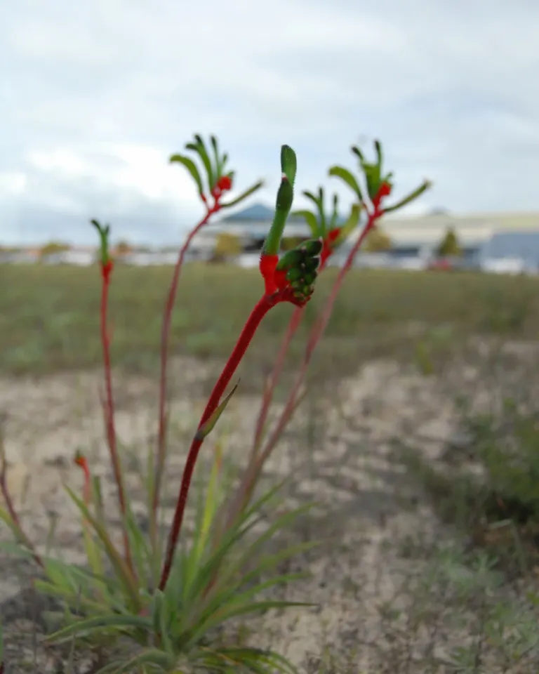 Kangaroo Paws, Red (Anigozanthos Hybrids) — Regular deadheading promotes prolonged flowering in spring and summer