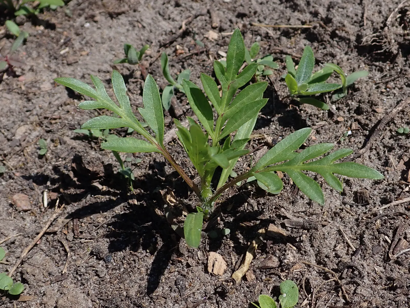 Sulfur Cosmos (Cosmos Sulphureus) — Thriving in full sun and well-draining soil; keep in mind, this plant self-seeds readily, ensuring a continual, image 154