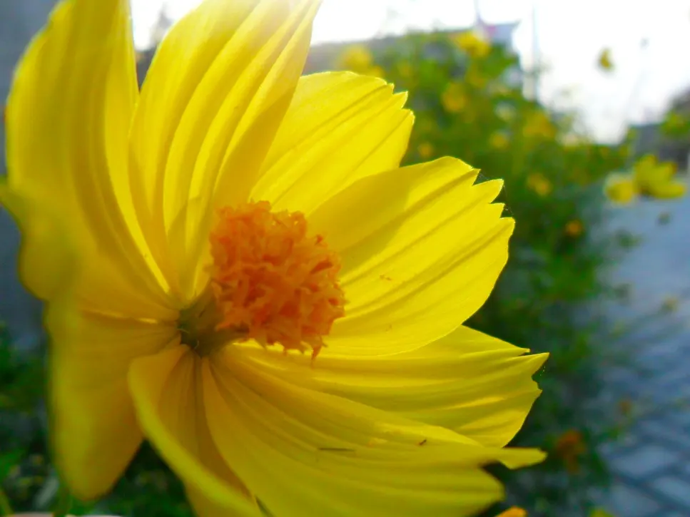 Sulfur Cosmos (Cosmos Sulphureus) — and as a backdrop for shorter plants.<br><br>Adaptable to a variety of soil types; when introducing Sulfur, image 107