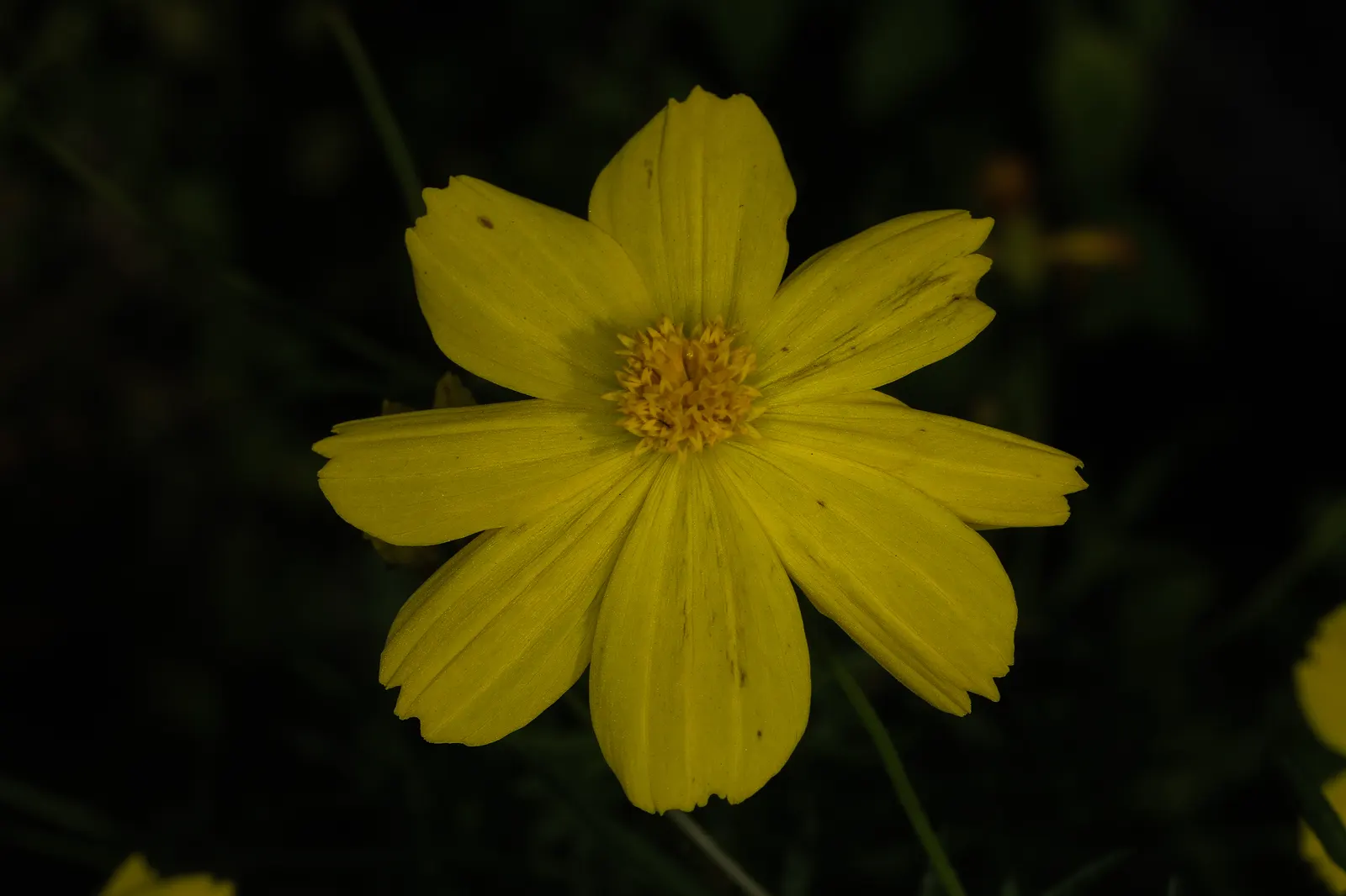 Sulfur Cosmos (Cosmos Sulphureus) — Keep in mind, this plant self-seeds readily, ensuring a continual display year after year; the blooming season, image 115