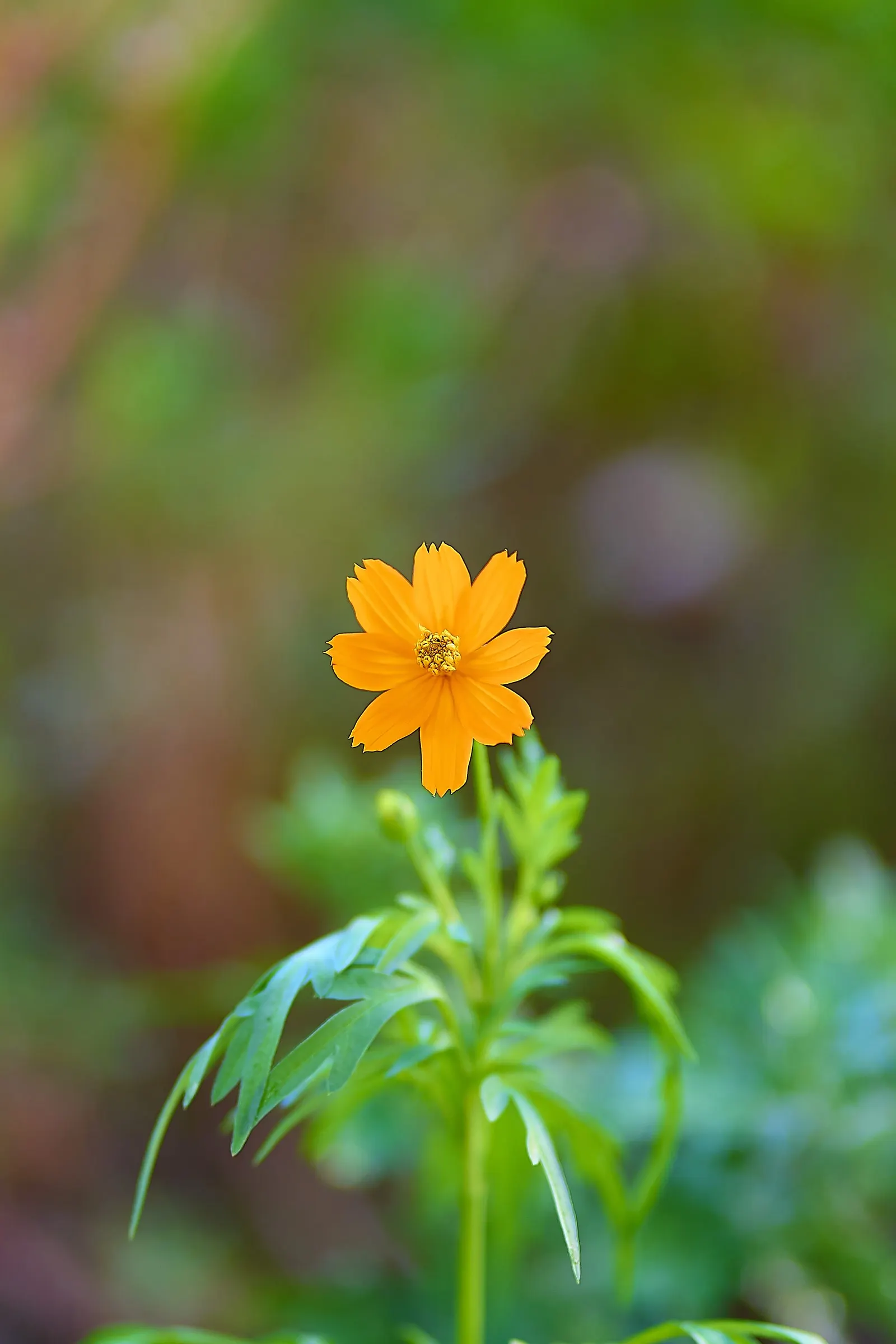 Sulfur Cosmos (Cosmos Sulphureus) — creating a bushy and abundant display; this low-maintenance plant attracts butterflies, image 104