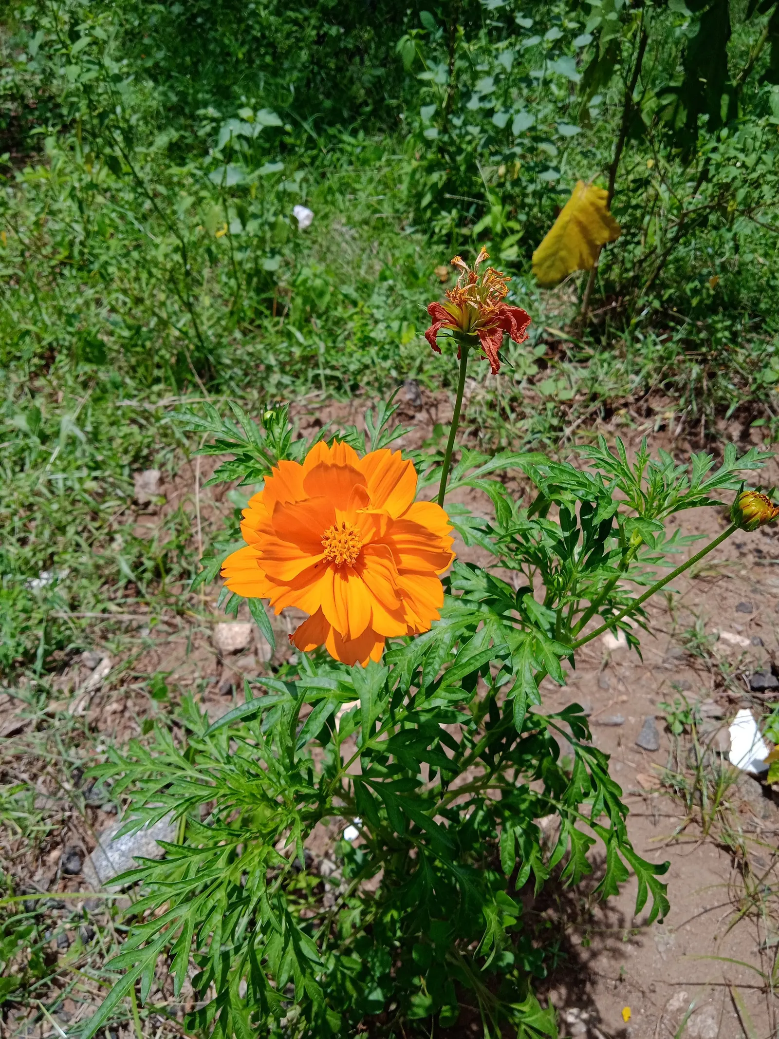 Sulfur Cosmos (Cosmos Sulphureus) — These characteristics make it an excellent choice for adding contrast and interest to borders; this hardy plant, image 106