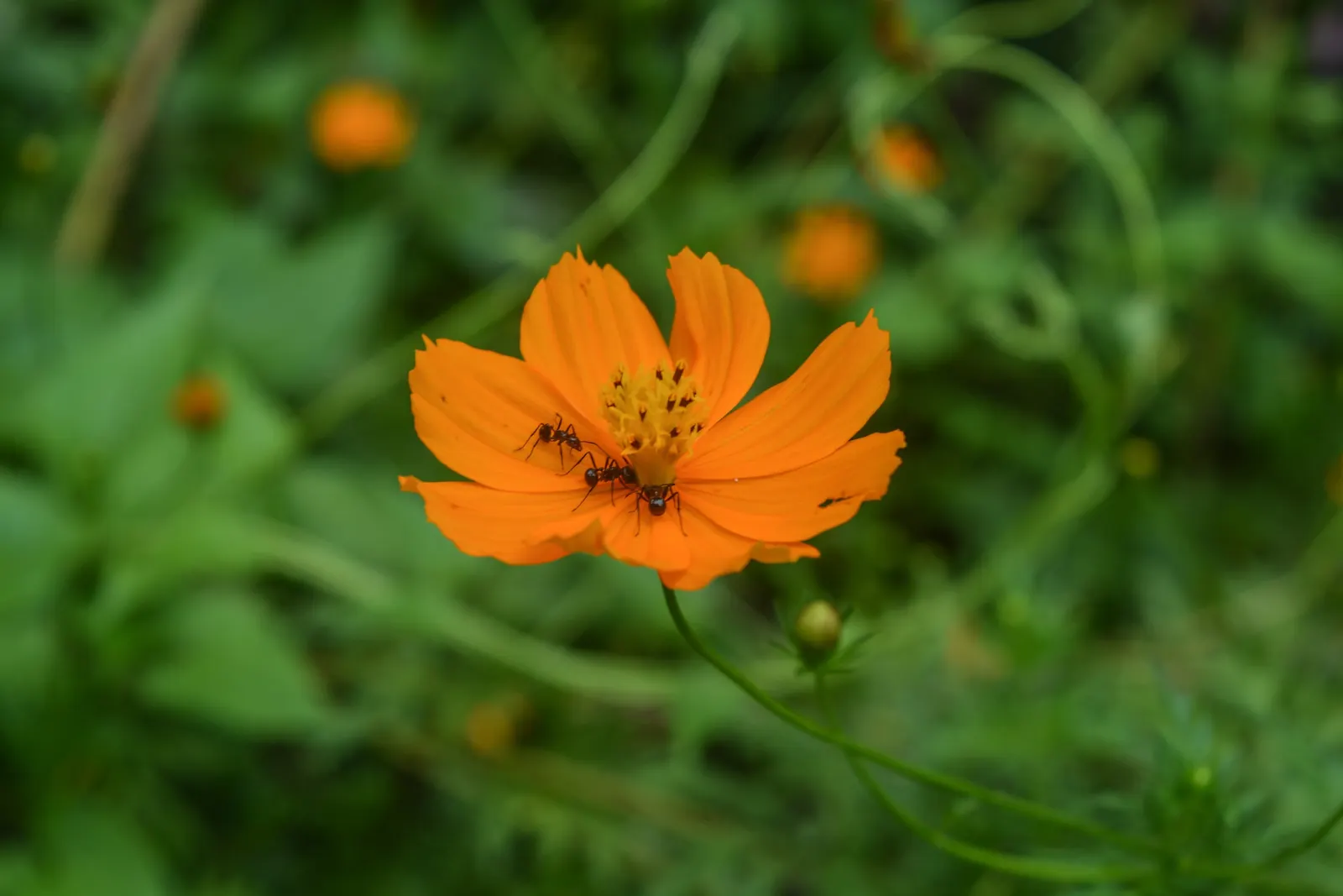 Sulfur Cosmos (Cosmos Sulphureus) — and even deep rusty red.<br><br>Mature Sulfur Cosmos typically reach between 1 to 3 feet in height; it thrives, image 102