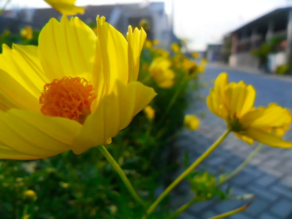 Sulfur Cosmos (Cosmos Sulphureus) — this hardy plant is drought-tolerant once established; it is prized for its eye-catching, image 109
