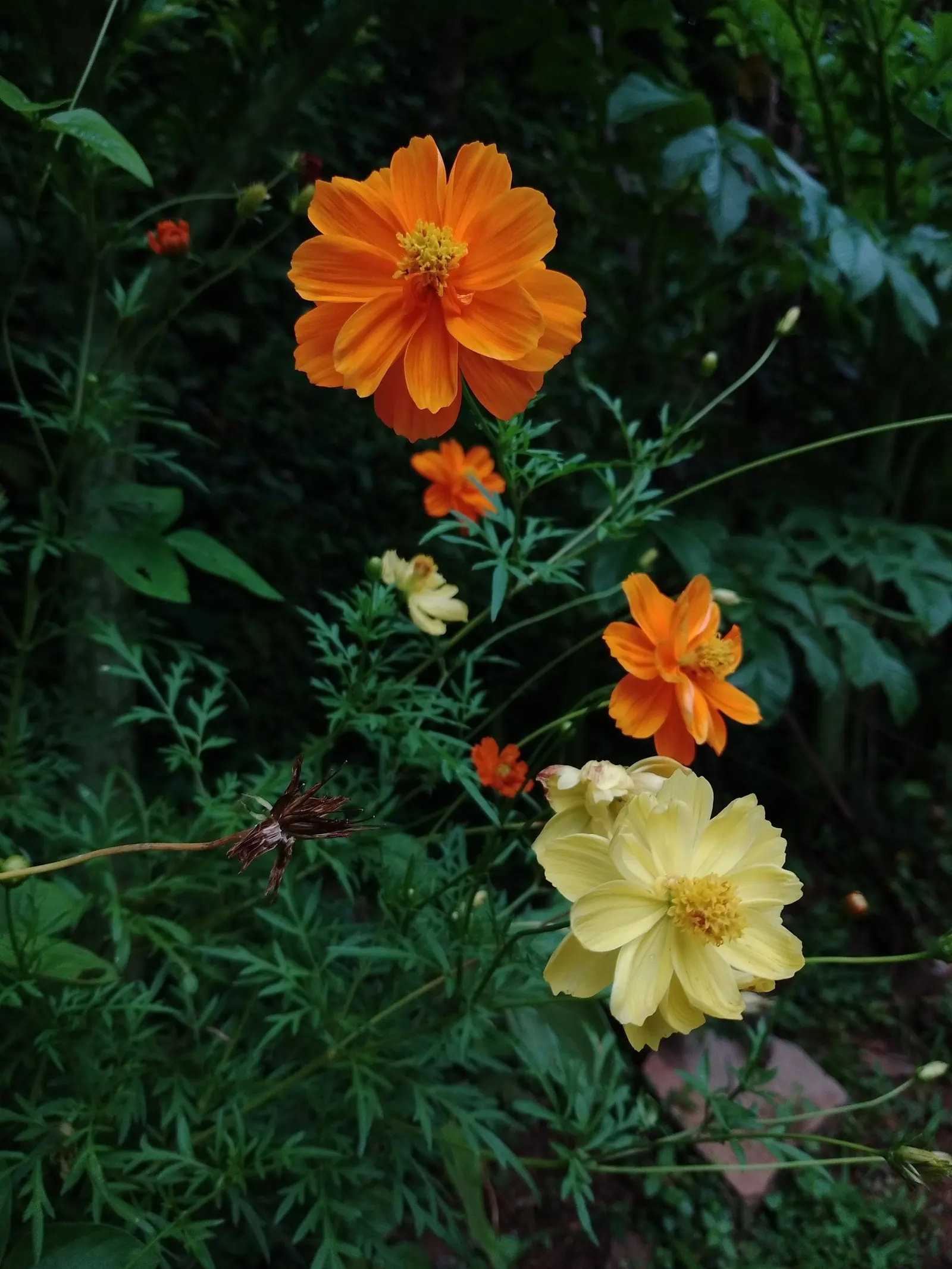 Sulfur Cosmos (Cosmos Sulphureus) — is a vibrant and showy annual that brings a pop of color to any landscape design; such as bees and butterflies, image 128
