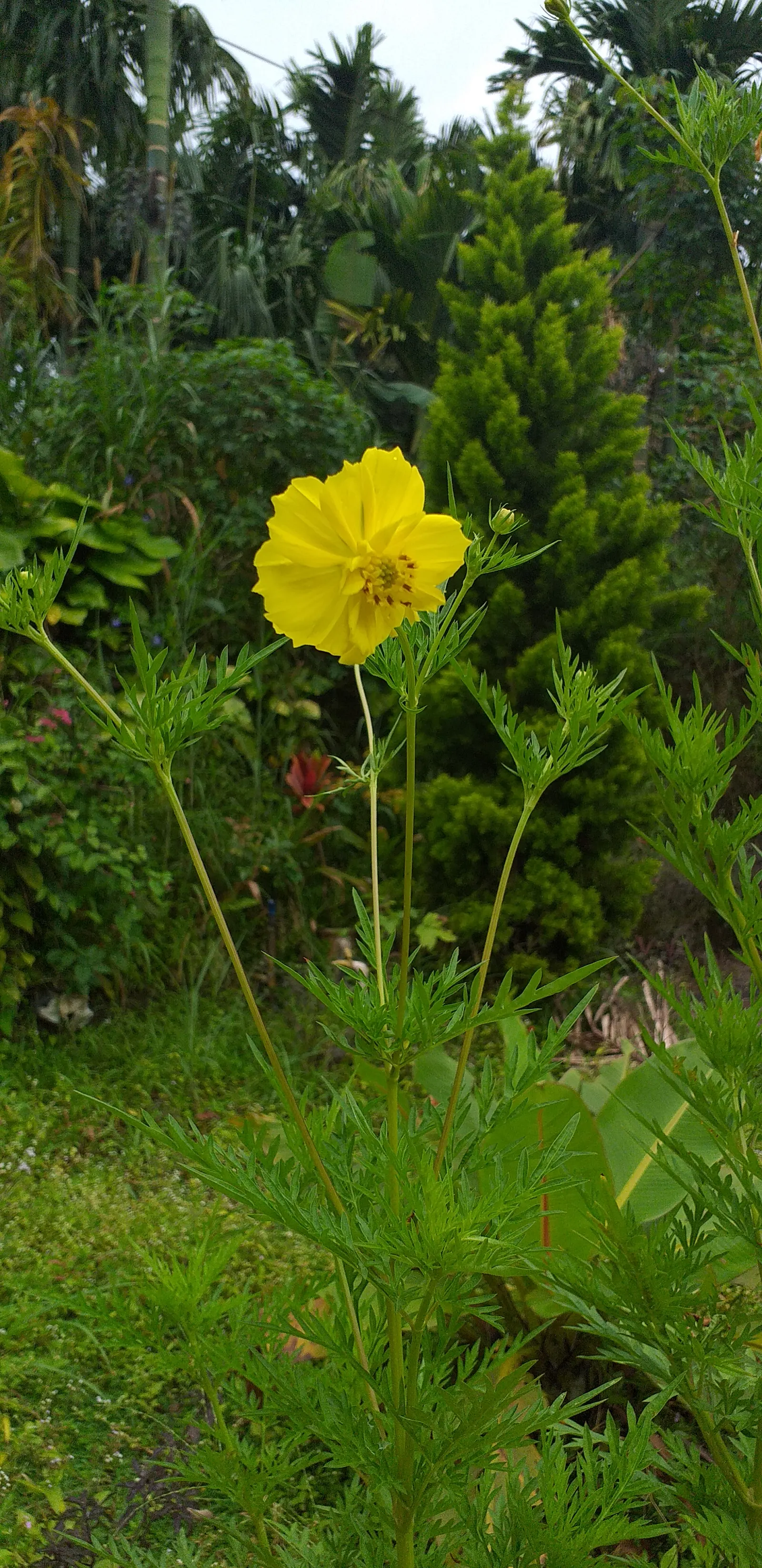 Sulfur Cosmos (Cosmos Sulphureus) — such as bees and butterflies; is a vibrant and showy annual that brings a pop of color to any landscape design, image 113