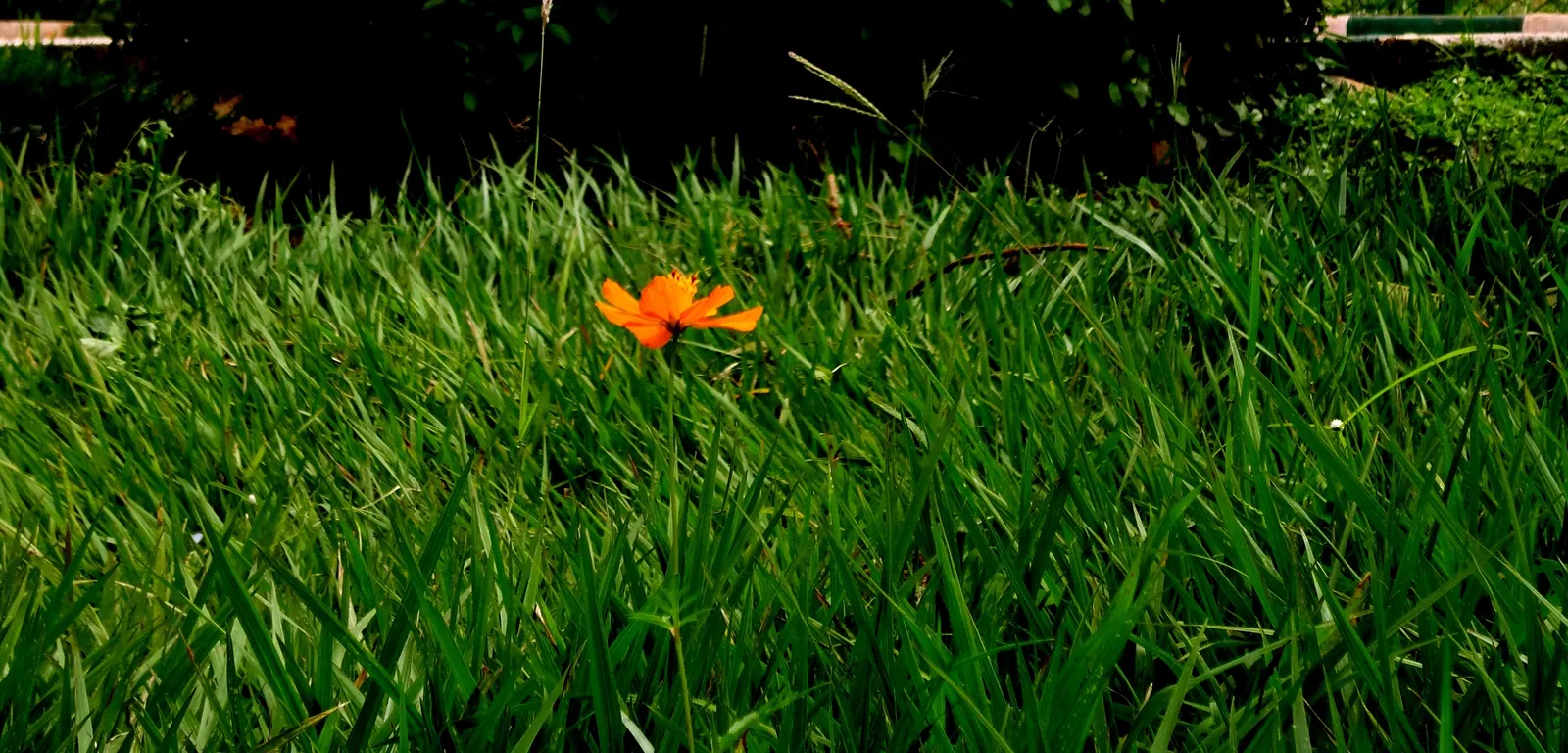 Sulfur Cosmos (Cosmos Sulphureus) — The blooming season extends from mid-summer until the first frost; cosmos sulphureus, or Sulfur Cosmos, is a, image 112