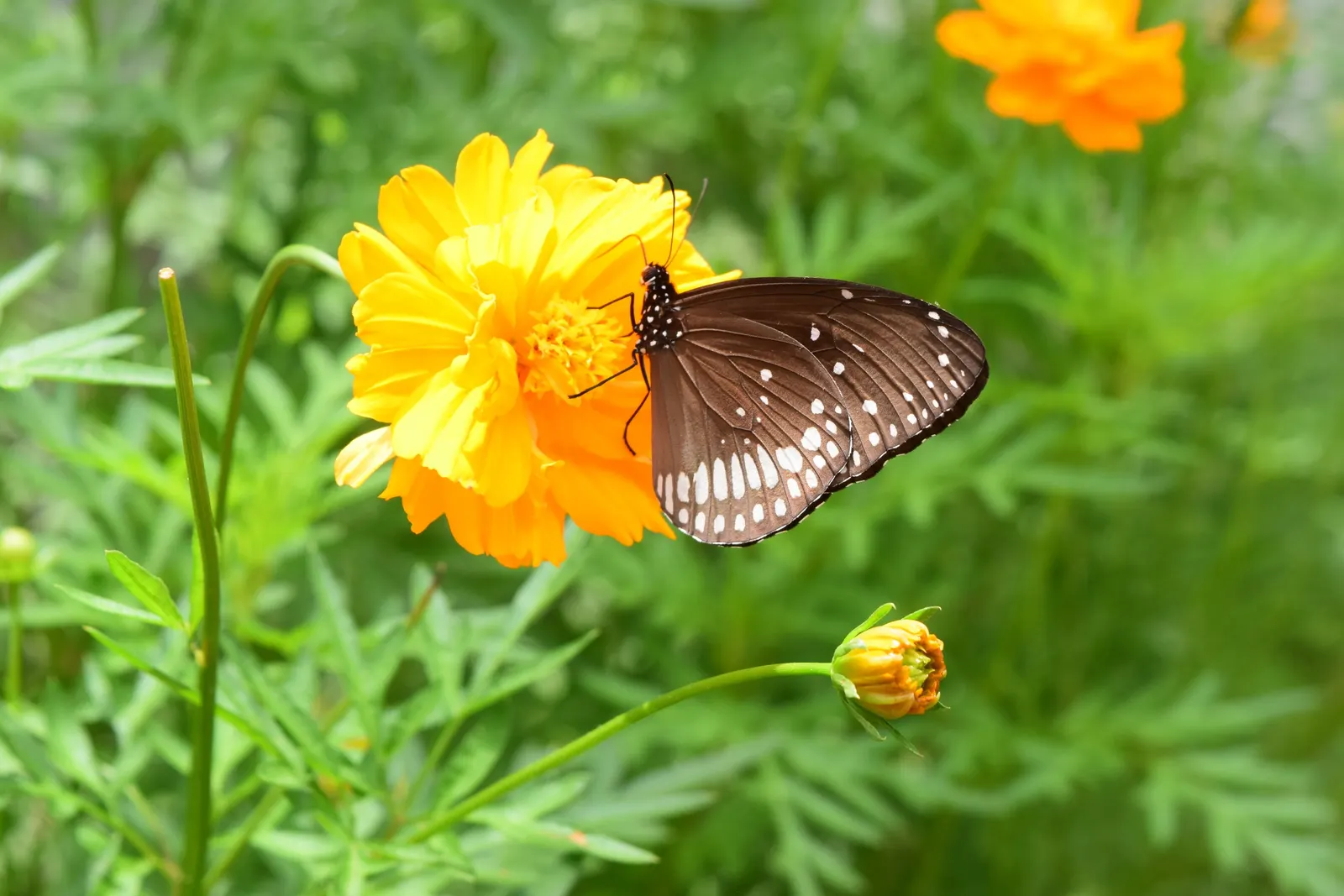 Sulfur Cosmos (Cosmos Sulphureus) — Cosmos sulphureus, or Sulfur Cosmos, is a vibrant, drought-tolerant annual; thriving in full sun and, image 151