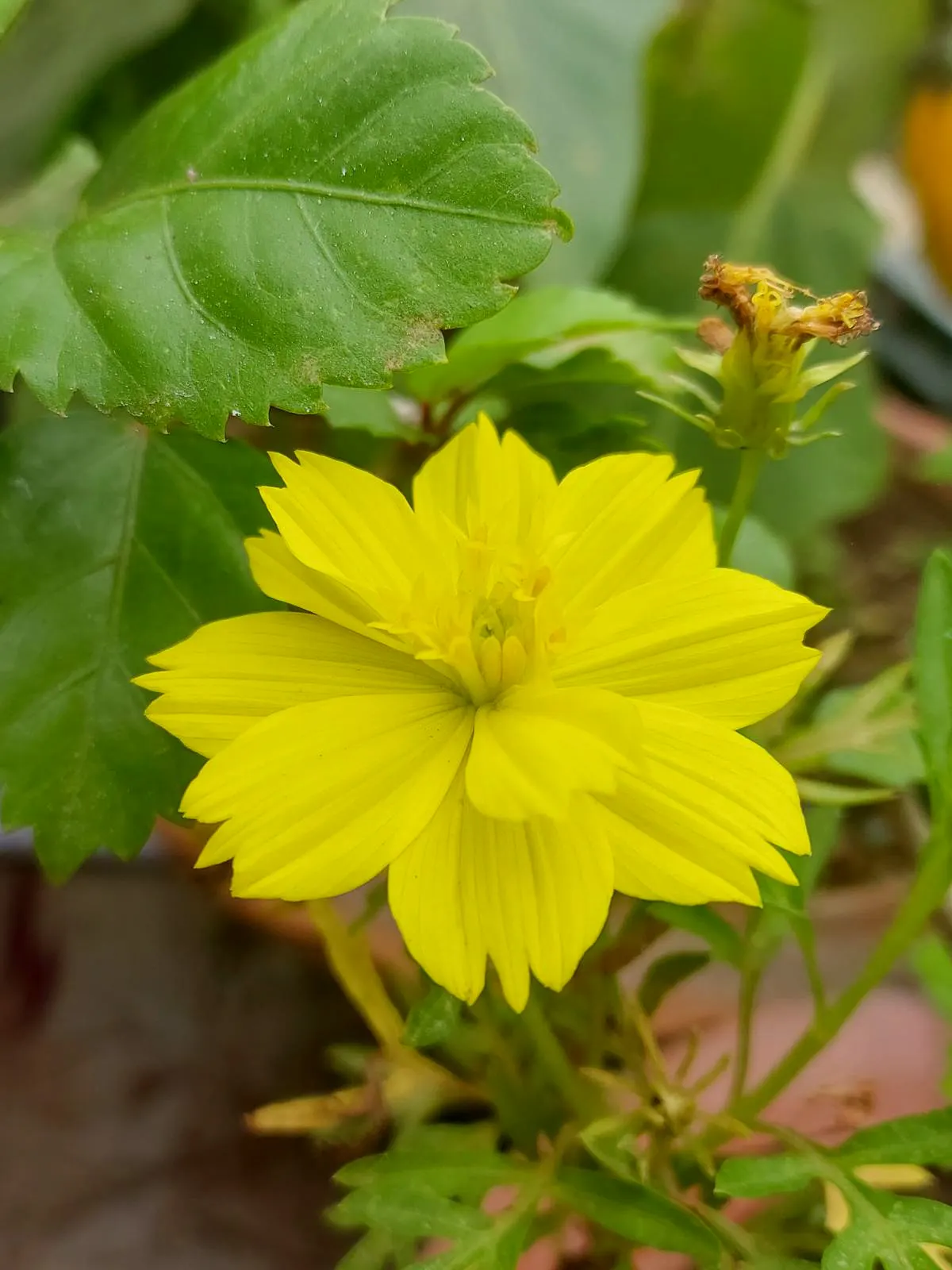 Sulfur Cosmos (Cosmos Sulphureus) — this low-maintenance plant attracts butterflies; it boasts bushy clumps up to 3 feet tall, with fine-textured, image 155