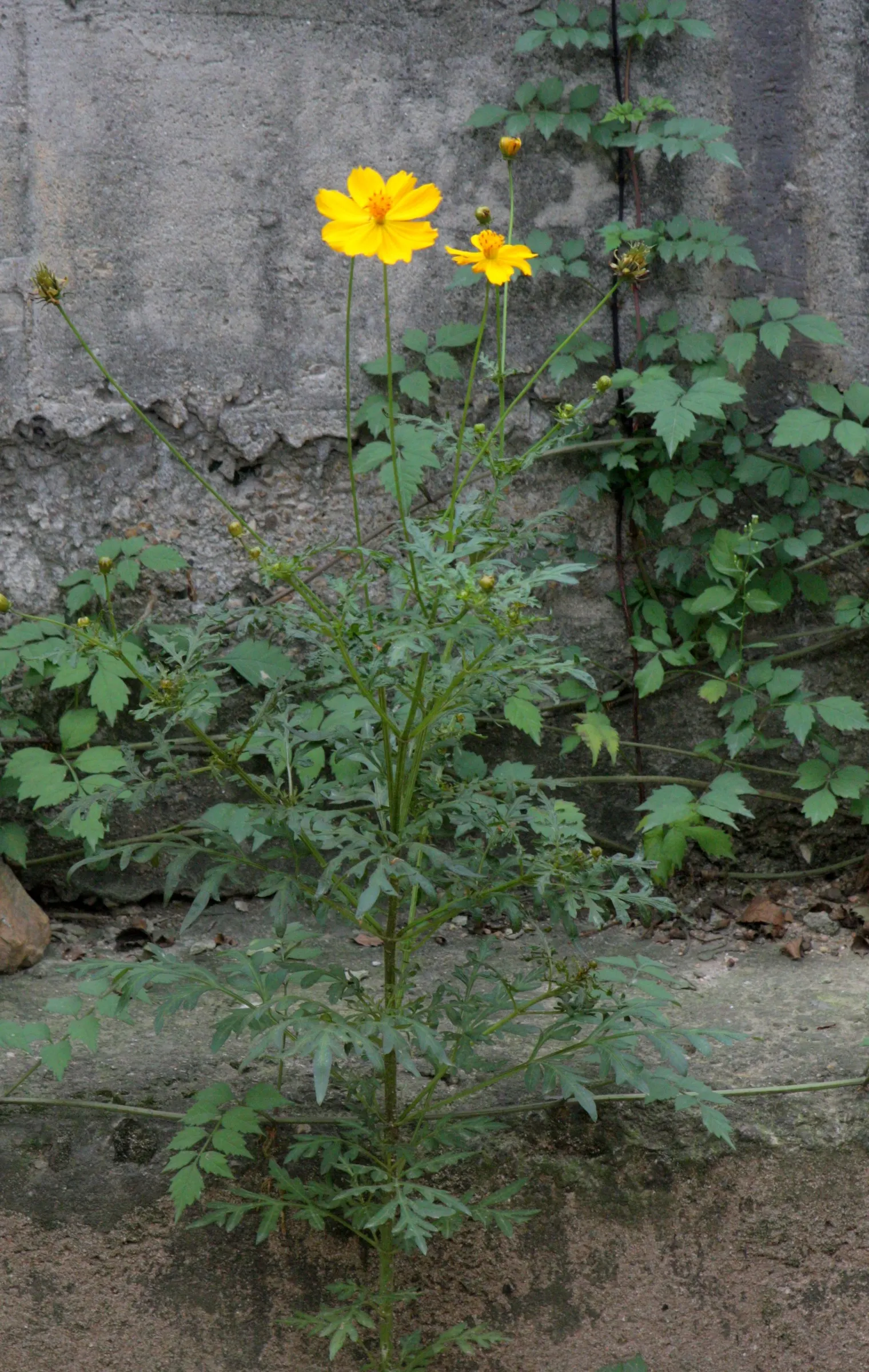 Sulfur Cosmos (Cosmos Sulphureus) — and even deep rusty red.<br><br>Mature Sulfur Cosmos typically reach between 1 to 3 feet in height; it thrives, image 162