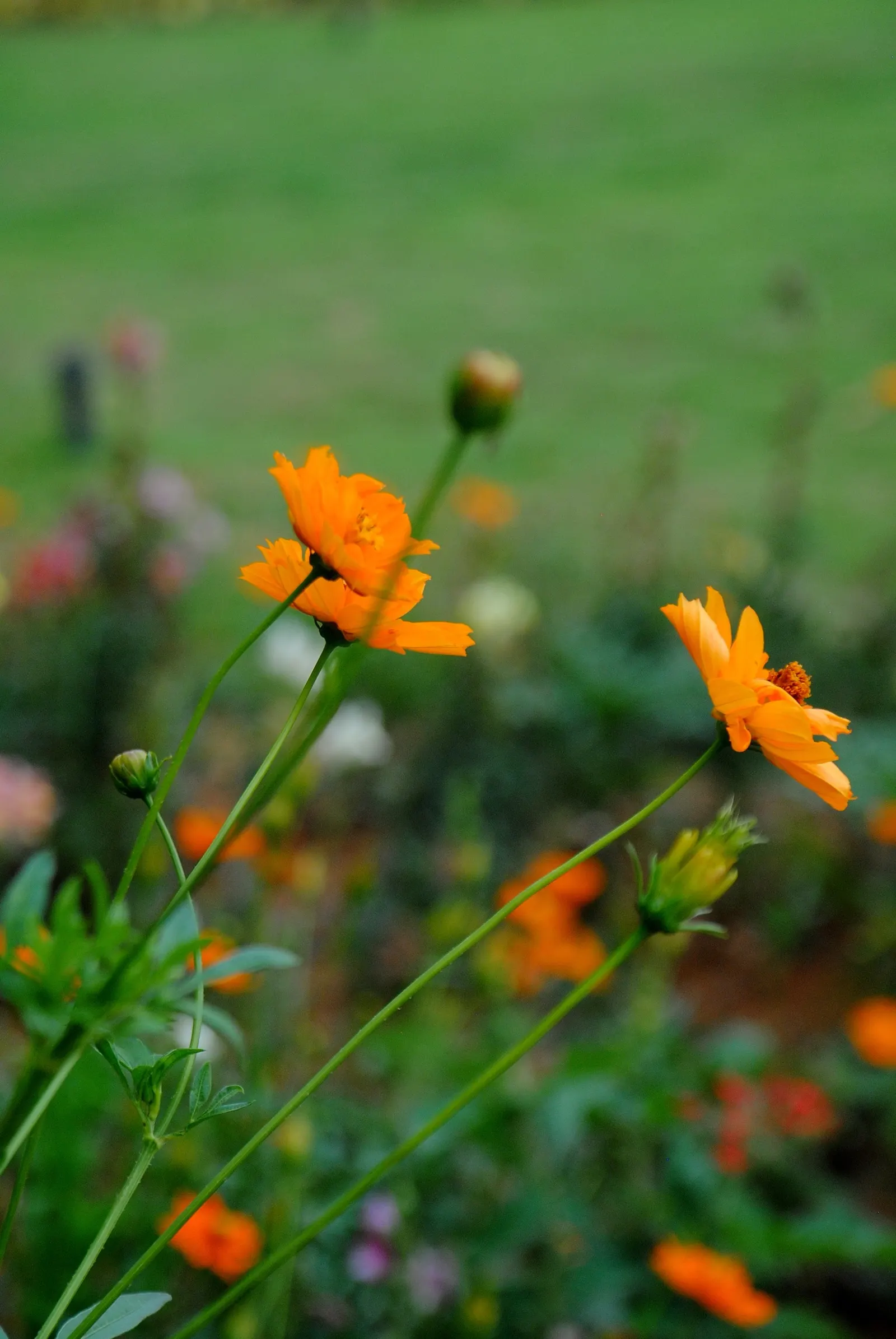 Sulfur Cosmos (Cosmos Sulphureus) — It is prized for its eye-catching; commonly referred to as Sulfur Cosmos, image 160