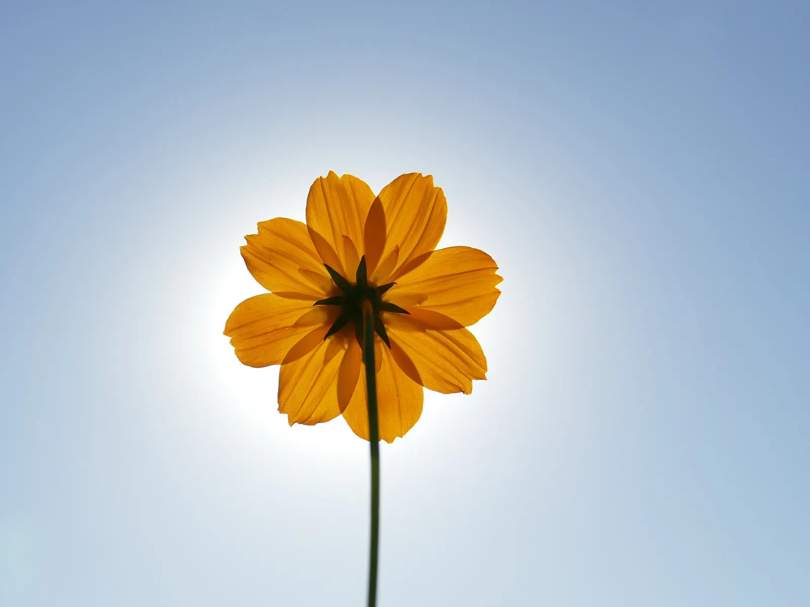 Sulfur Cosmos (Cosmos Sulphureus) — When introducing Sulfur Cosmos into your landscape design; annual with orange and red and yellow blooms, image 116