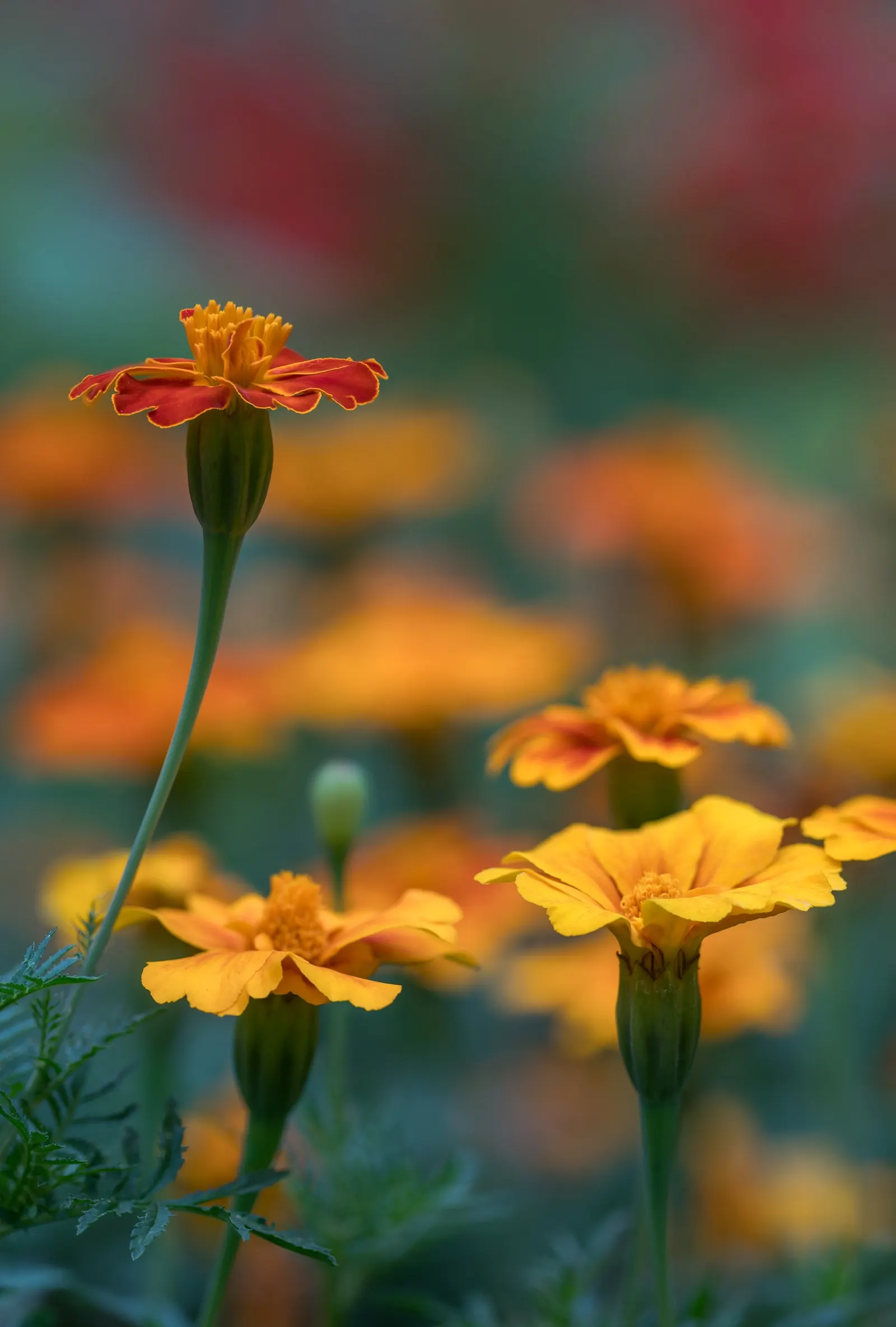 Sulfur Cosmos (Cosmos Sulphureus) — commonly referred to as Sulfur Cosmos; these characteristics make it an excellent choice for adding contrast, image 97