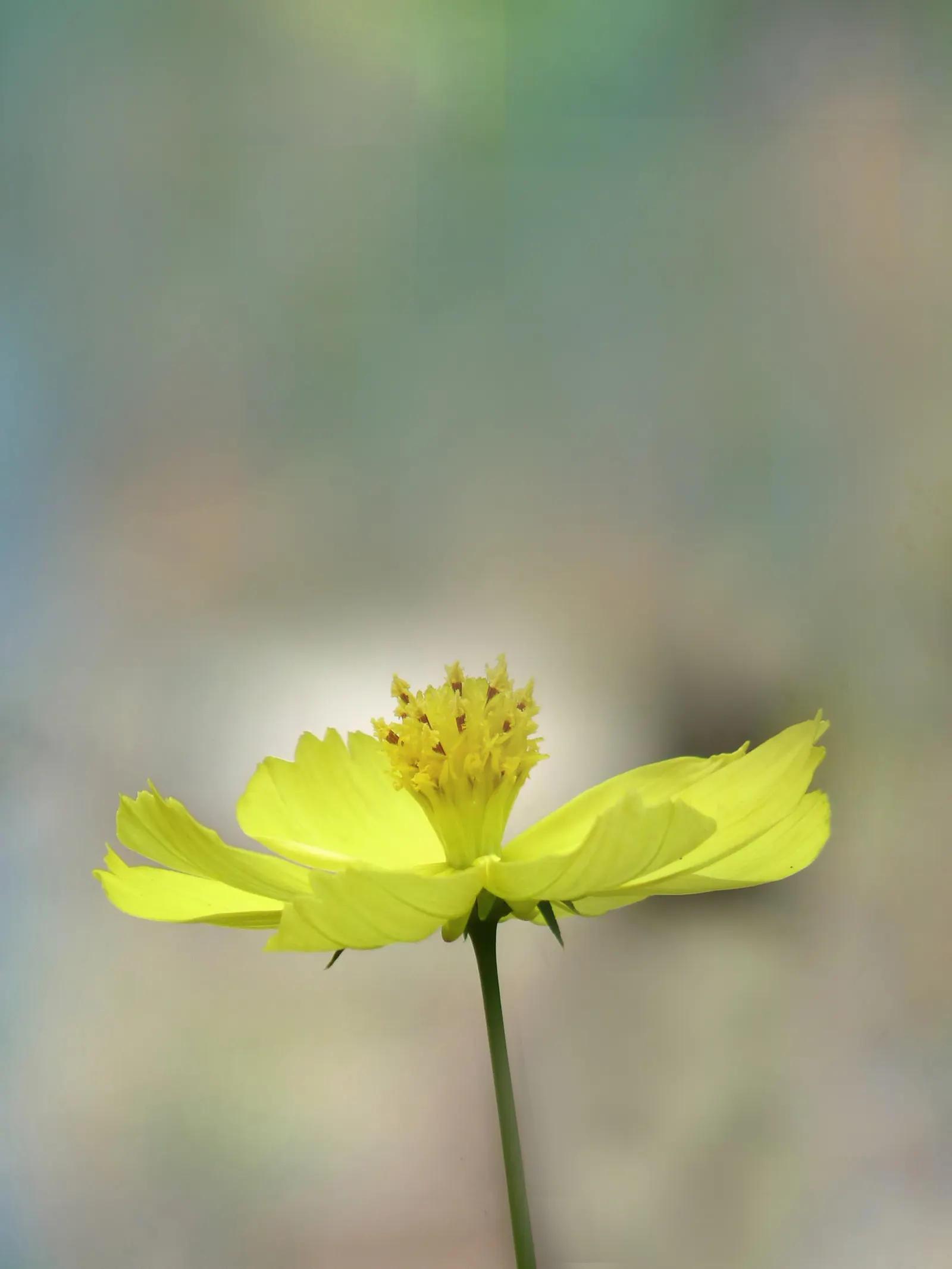 Sulfur Cosmos (Cosmos Sulphureus) — such as bees and butterflies; is a vibrant and showy annual that brings a pop of color to any landscape design, image 143
