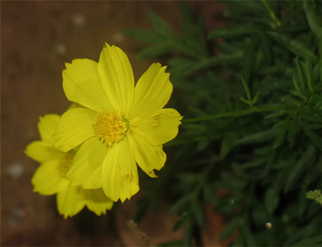 Sulfur Cosmos (Cosmos Sulphureus) — daisy-like flowers that range in hues from bright yellow to warm orange; creating a bushy and abundant display, image 161
