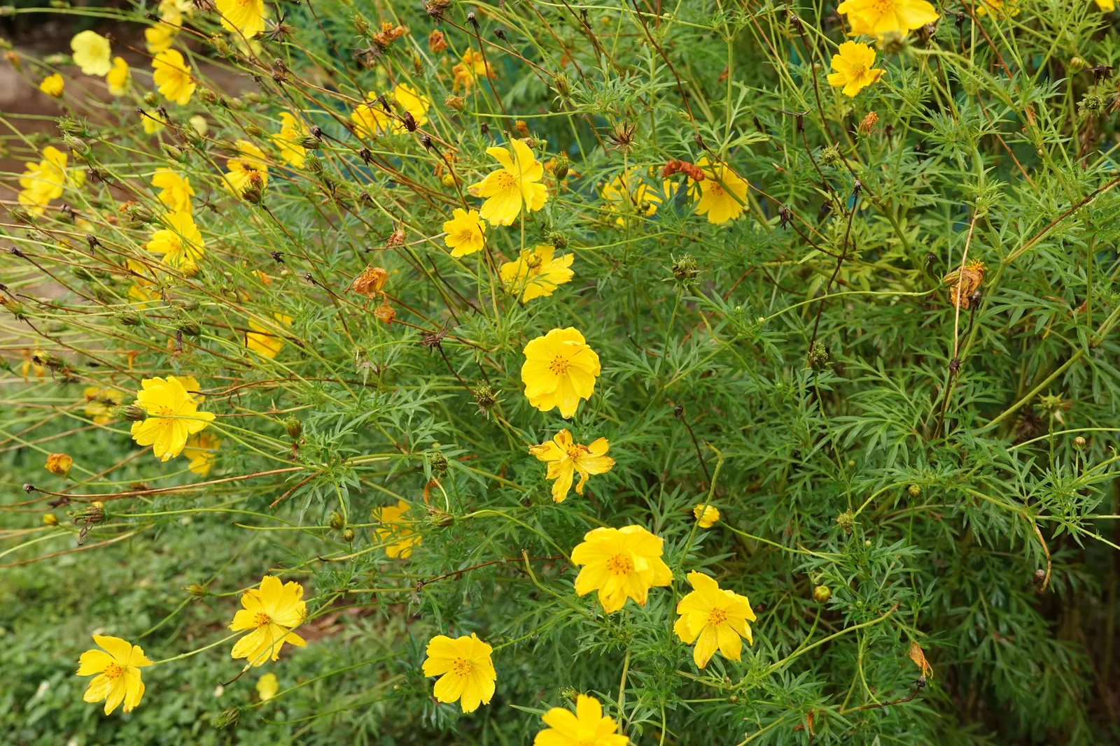 Sulfur Cosmos (Cosmos Sulphureus) — and up to 1 to 2 feet in spread; orange and red and yellow flowers in the garden, image 163