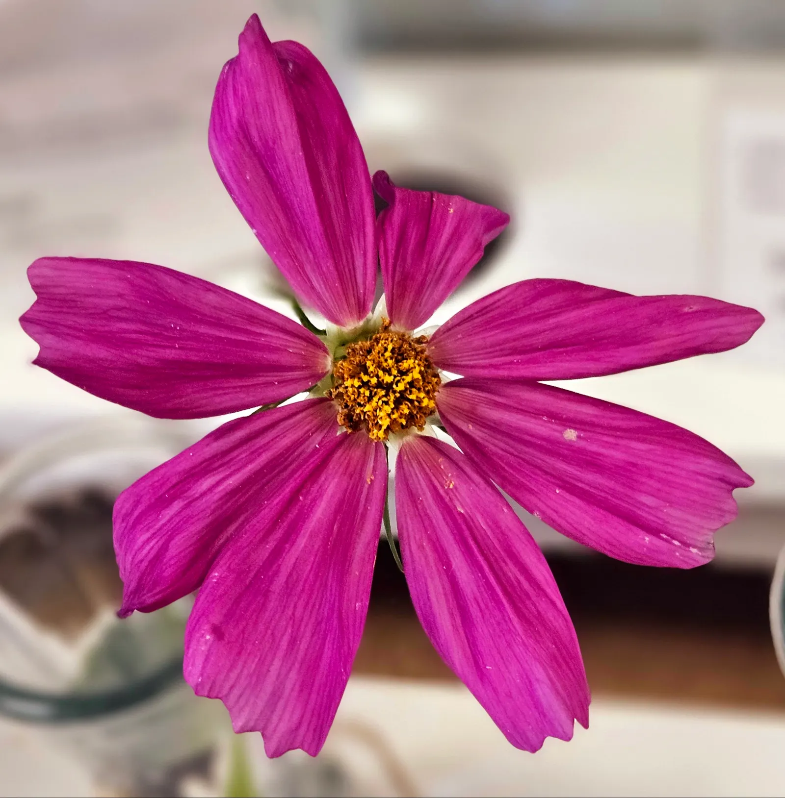 Sulfur Cosmos (Cosmos Sulphureus) — commonly referred to as Sulfur Cosmos; these characteristics make it an excellent choice for adding contrast, image 127