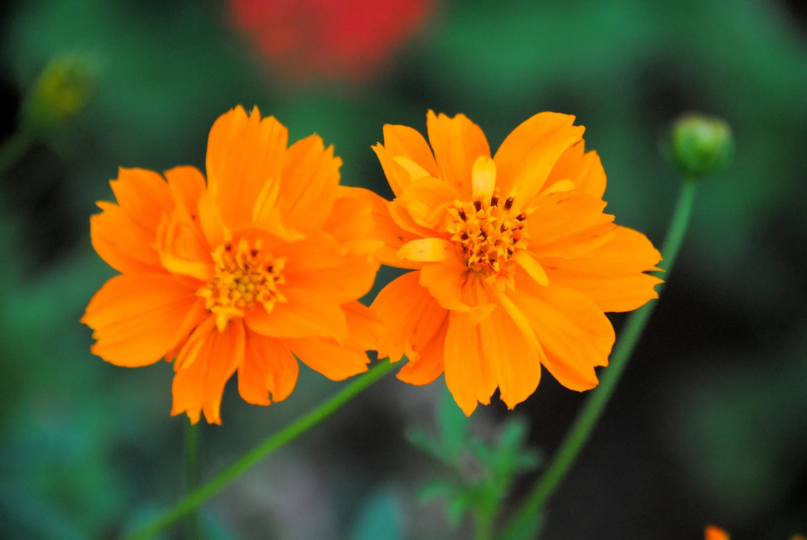 Sulfur Cosmos (Cosmos Sulphureus) — adding a splash of warm color to borders and containers in USDA zones 2-11; this species is part of the, image 126