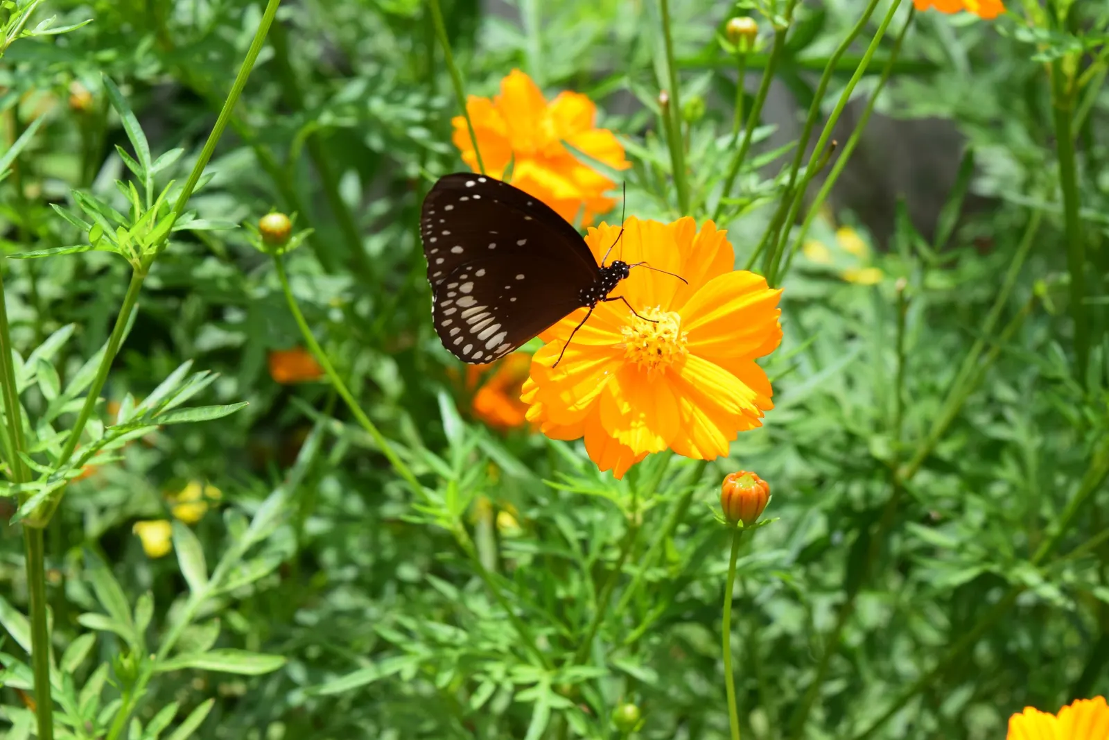 Sulfur Cosmos (Cosmos Sulphureus) — annual for full or half; and care requirements to effectively incorporate this charming plant into your garden, image 150