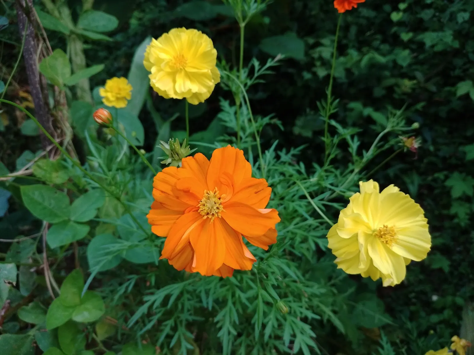 Sulfur Cosmos (Cosmos Sulphureus) — It is prized for its eye-catching; commonly referred to as Sulfur Cosmos, image 100