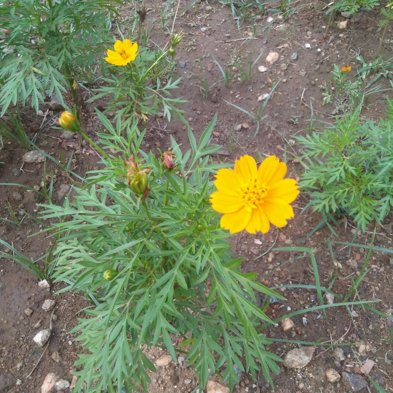 Sulfur Cosmos (Cosmos Sulphureus) — Thriving in full sun and well-draining soil; keep in mind, this plant self-seeds readily, ensuring a continual, image 124