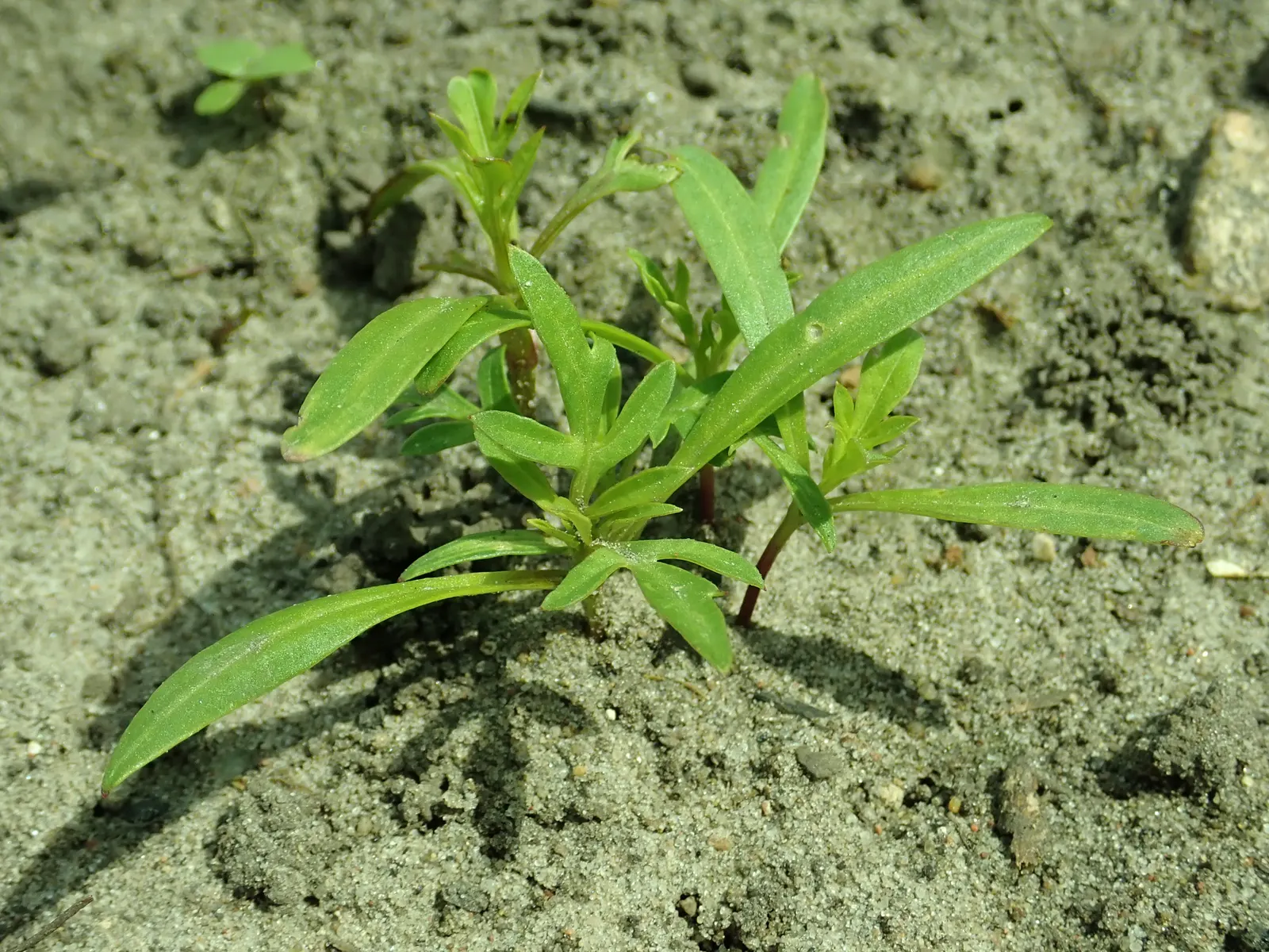 Sulfur Cosmos (Cosmos Sulphureus) — and even deep rusty red.<br><br>Mature Sulfur Cosmos typically reach between 1 to 3 feet in height; it thrives, image 132