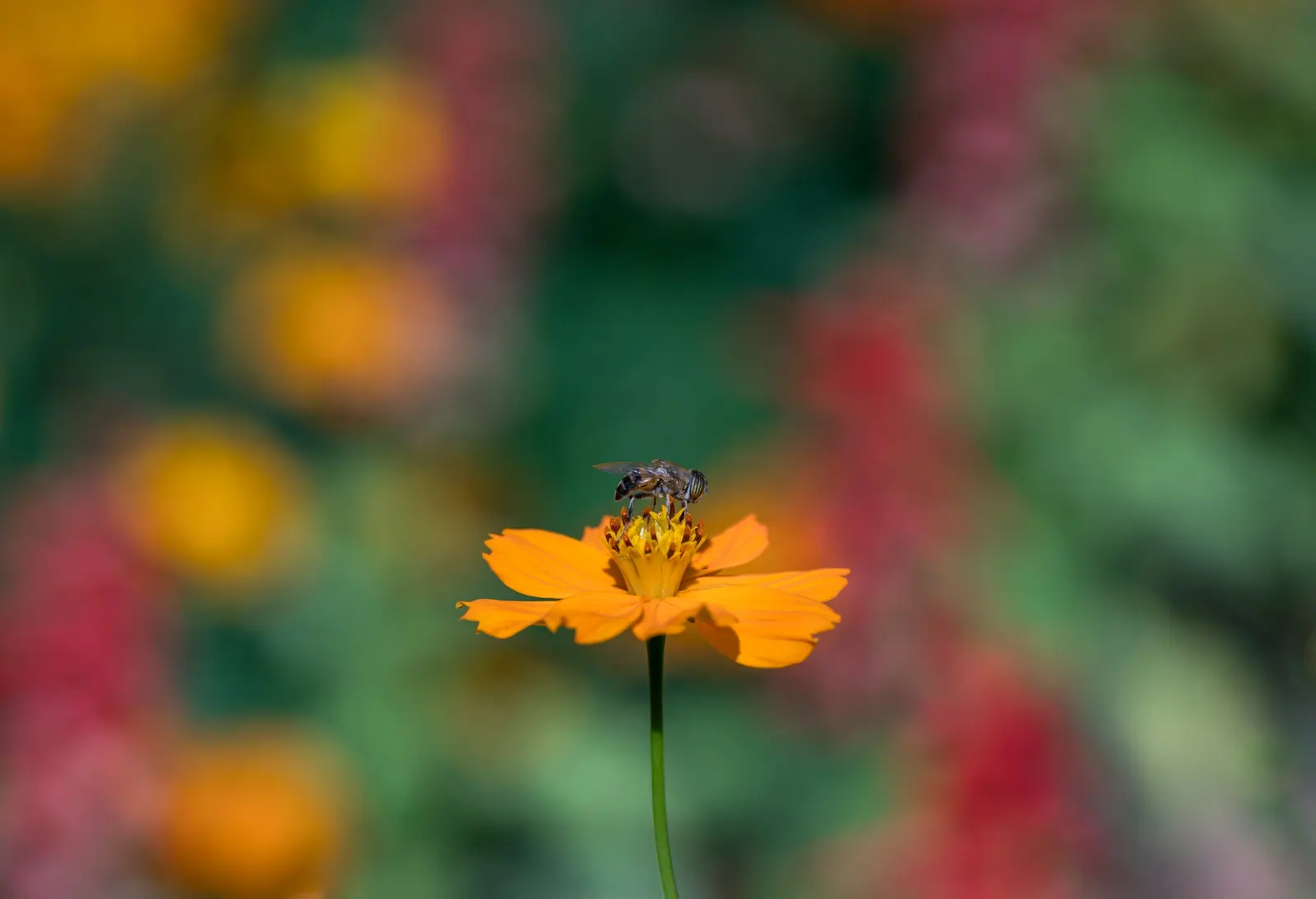 Sulfur Cosmos (Cosmos Sulphureus) — this low-maintenance plant attracts butterflies; it boasts bushy clumps up to 3 feet tall, with fine-textured, image 95