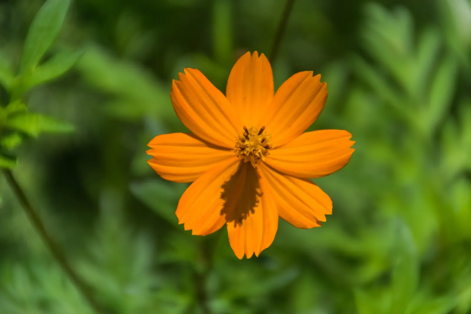 Sulfur Cosmos (Cosmos Sulphureus) — annual with orange and red and yellow blooms; making it a low-maintenance option for the garden, image 119