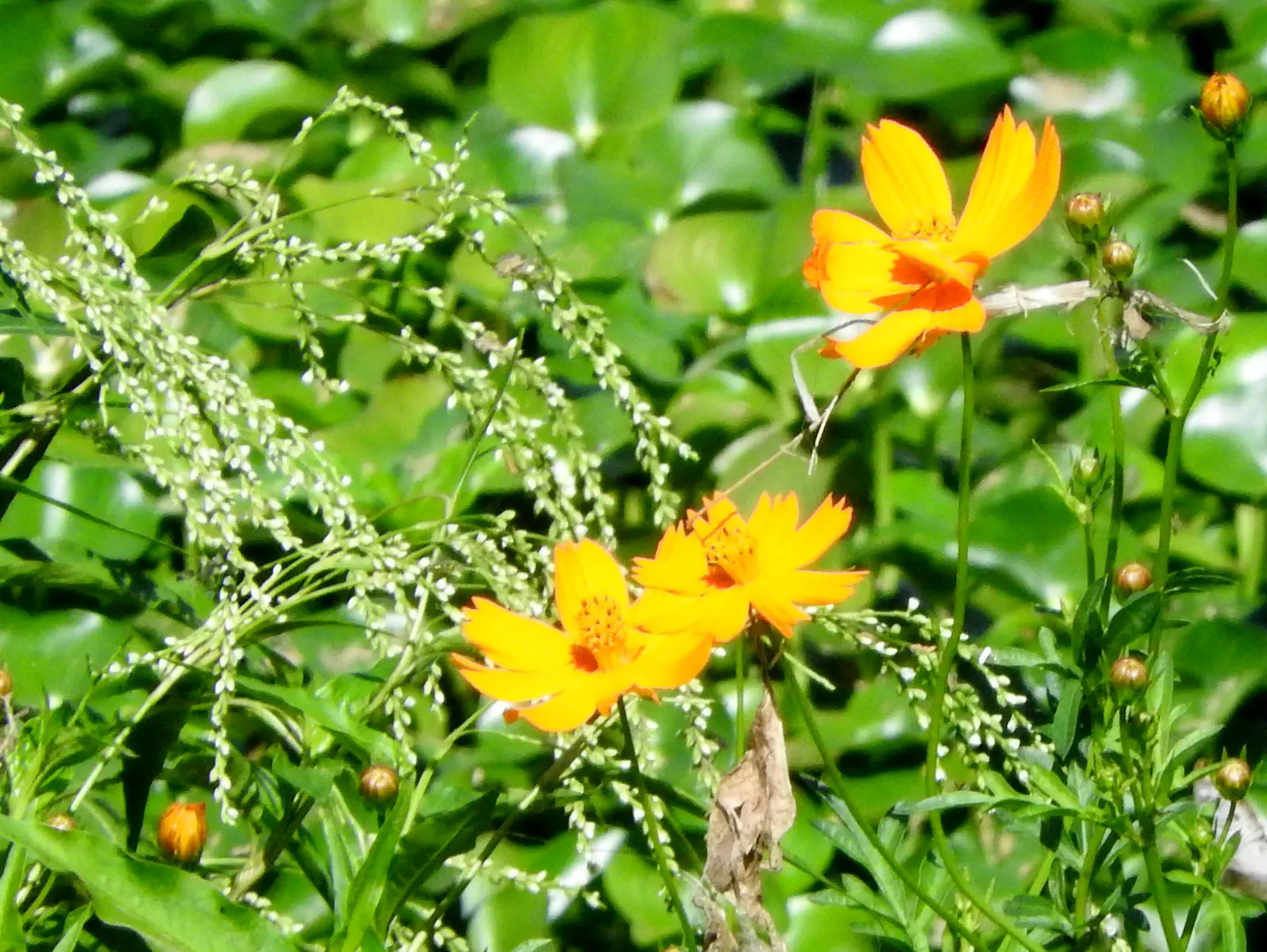 Sulfur Cosmos (Cosmos Sulphureus) — These characteristics make it an excellent choice for adding contrast and interest to borders; this hardy plant, image 136