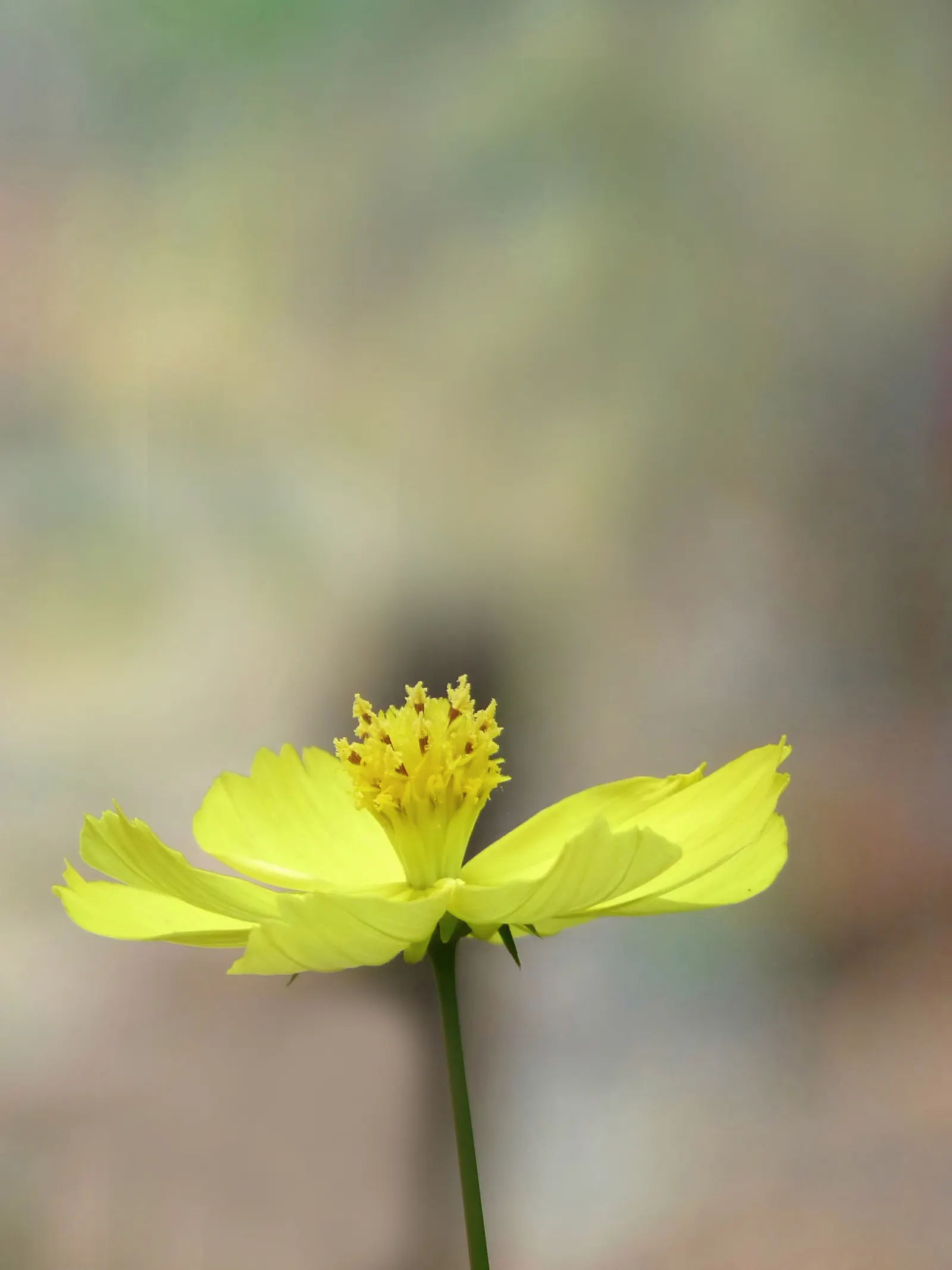 Sulfur Cosmos (Cosmos Sulphureus) — daisy-like flowers that range in hues from bright yellow to warm orange; creating a bushy and abundant display, image 131