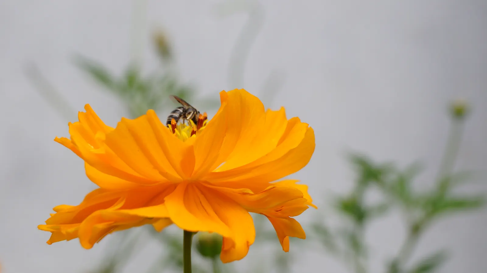 Sulfur Cosmos (Cosmos Sulphureus) — This species is part of the Asteraceae family and originates from Mexico; annual for full or half, image 99