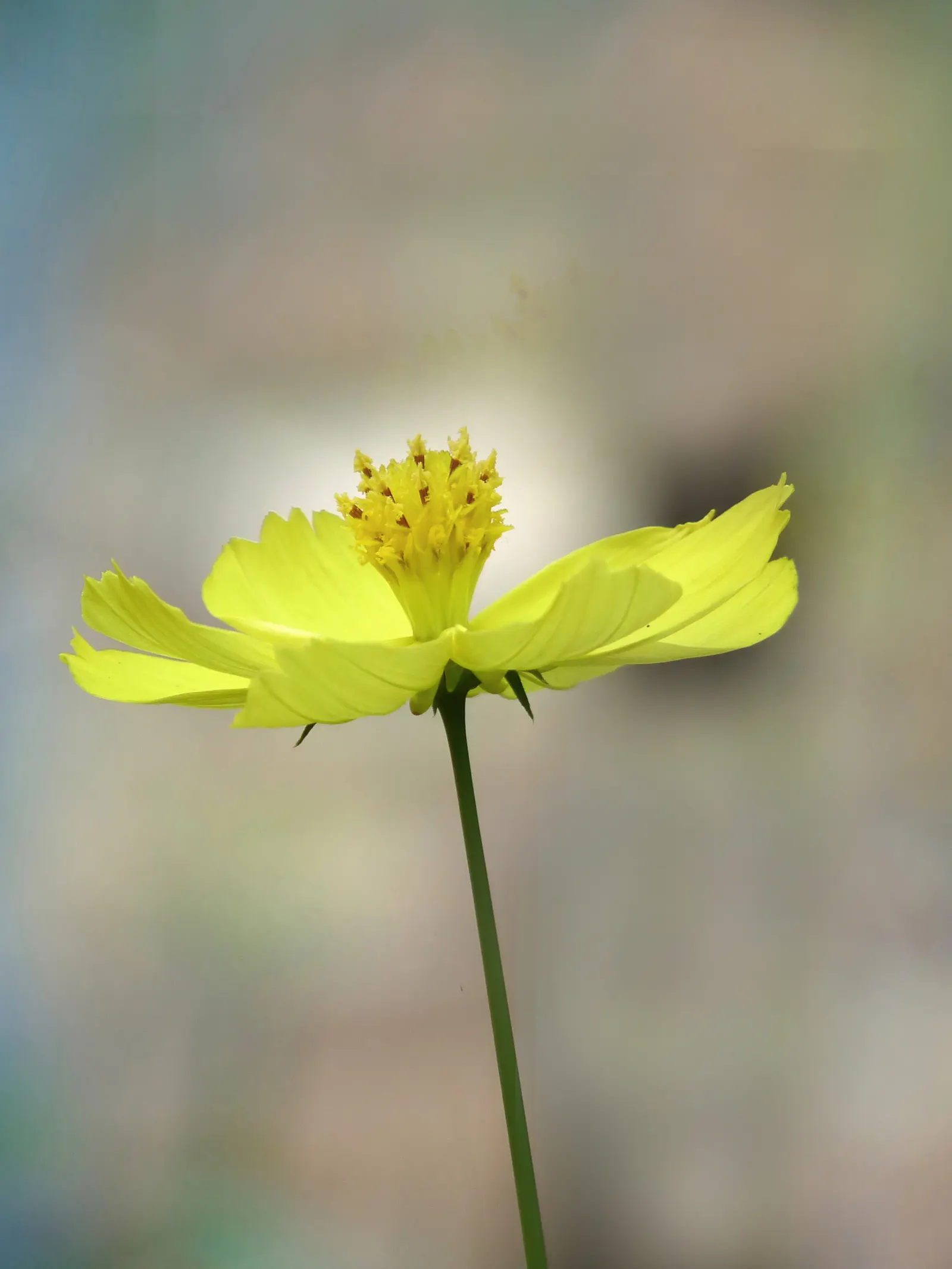 Sulfur Cosmos (Cosmos Sulphureus) — It thrives in full sun, requiring at least 6 to 8 hours of direct sunlight per day to ensure prolific blooming, image 141