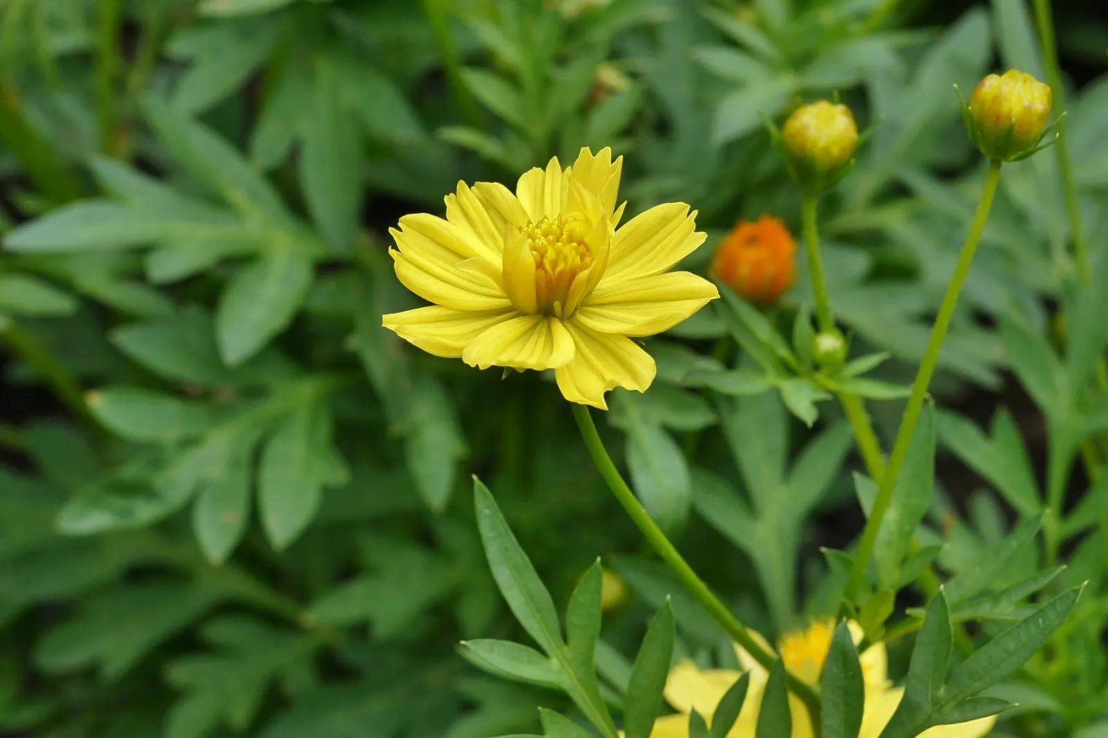 Sulfur Cosmos (Cosmos Sulphureus) — is a vibrant and showy annual that brings a pop of color to any landscape design; such as bees and butterflies, image 98