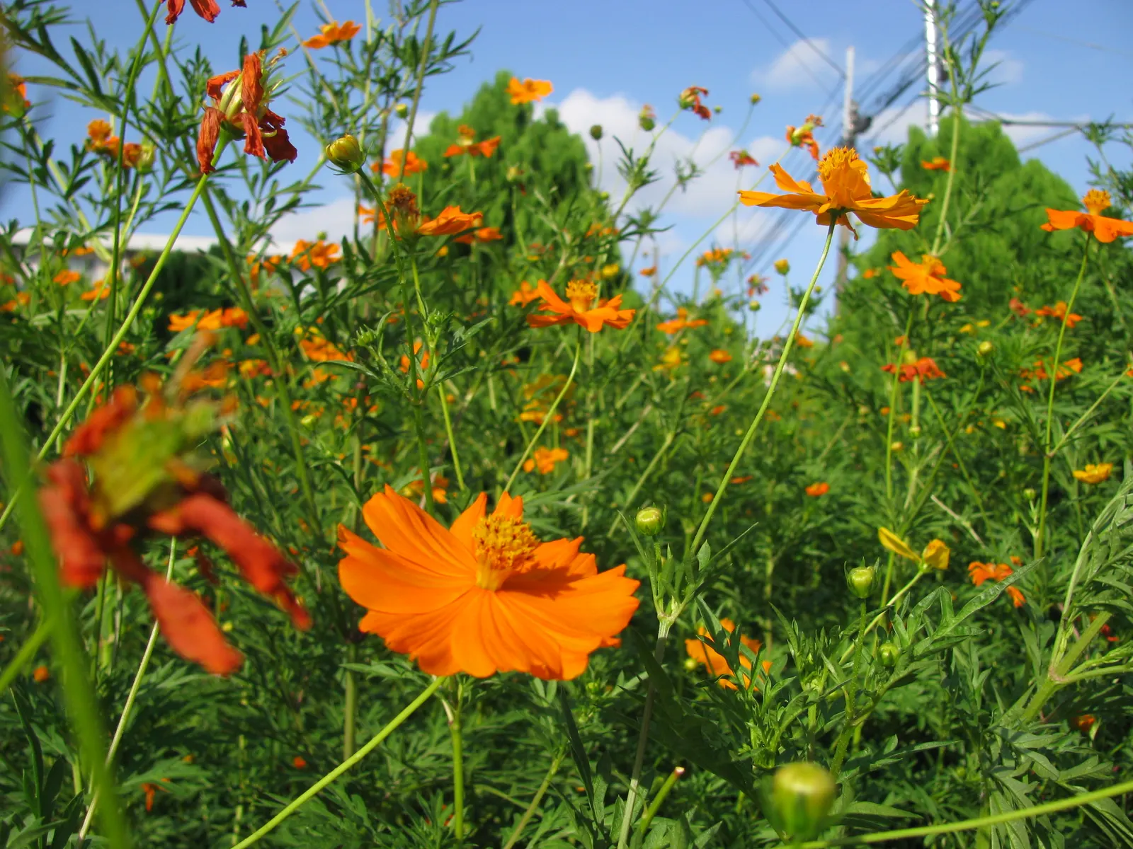 Sulfur Cosmos (Cosmos Sulphureus) — the Sulfur Cosmos not only enhances the beauty of your landscape but also supports local biodiversity; the, image 144
