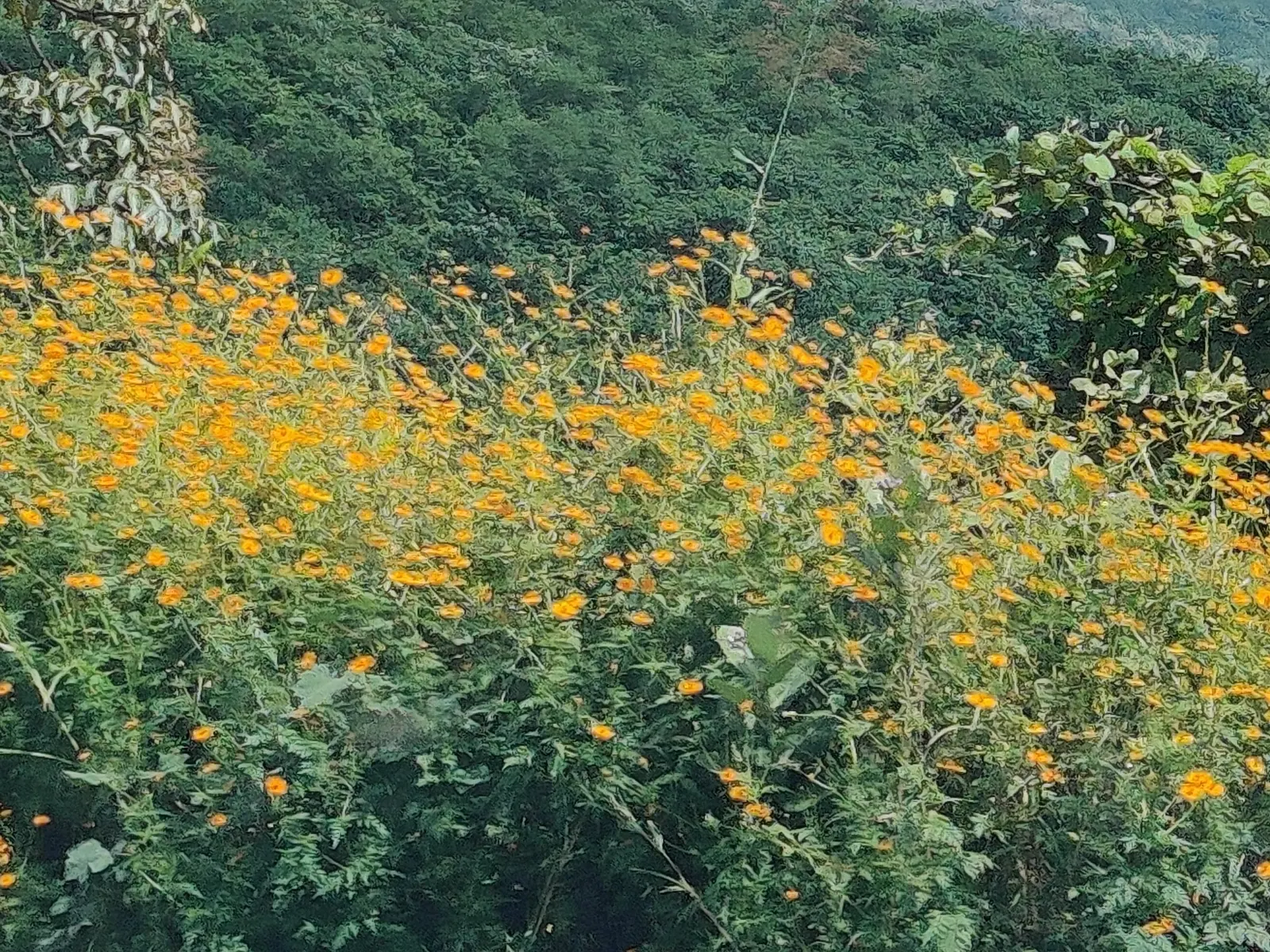 Sulfur Cosmos (Cosmos Sulphureus) — adding a splash of warm color to borders and containers in USDA zones 2-11; this species is part of the, image 156